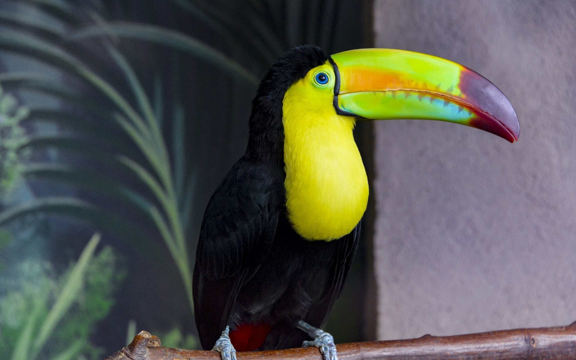 Обои фон, птица, тукан, клюв, оперение, background, bird, toucan, beak, tail разрешение 3840x2563 Загрузить