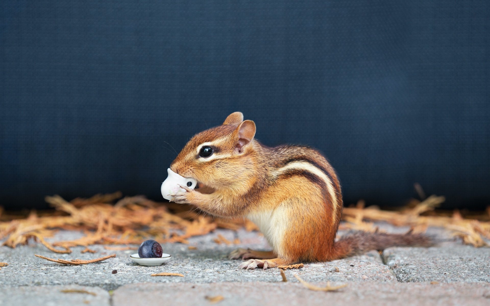 Обои профиль, кружка, синий фон, бурундук, грызун, profile, mug, blue background, chipmunk, rodent разрешение 4701x3134 Загрузить