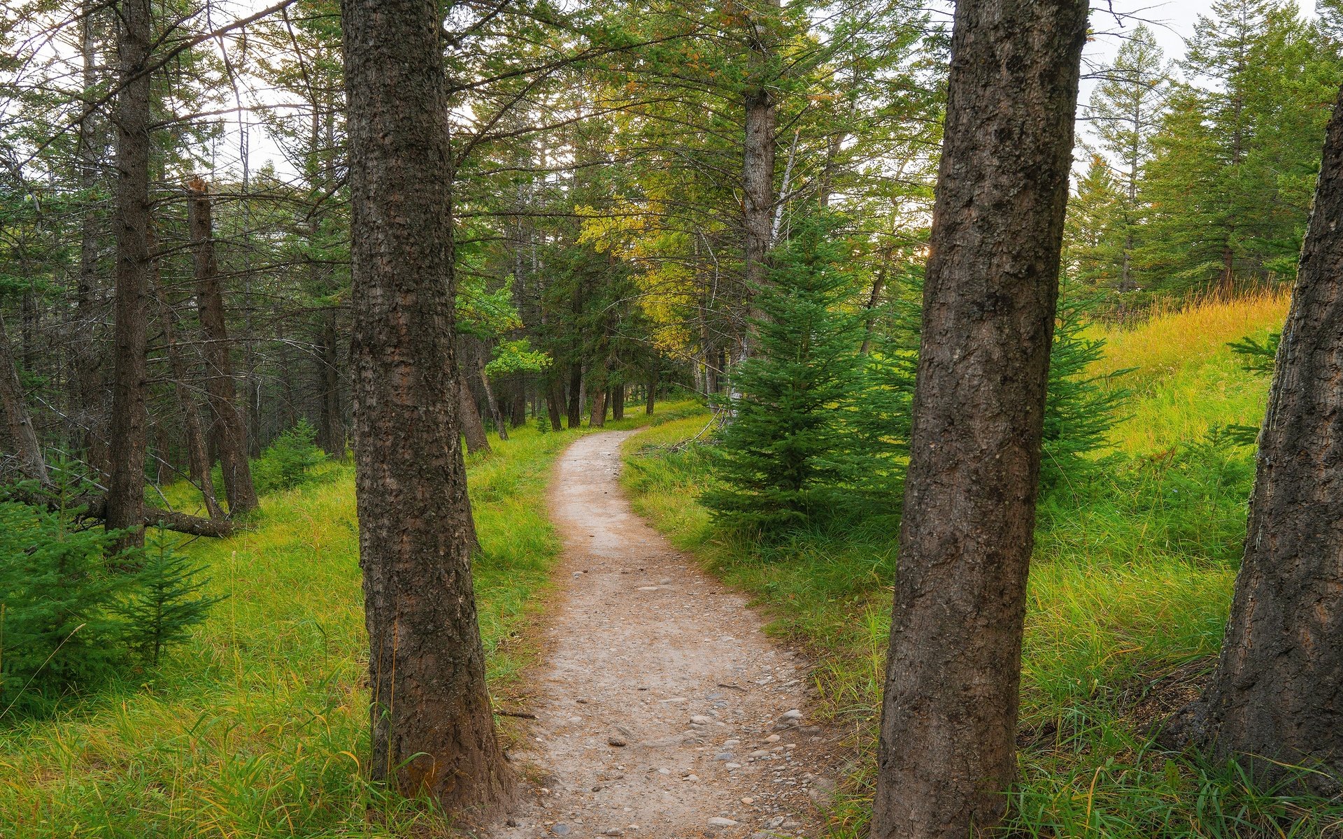 Обои лес, дорожка, тропинка, сосны, ели, forest, track, path, pine, ate разрешение 3840x2160 Загрузить