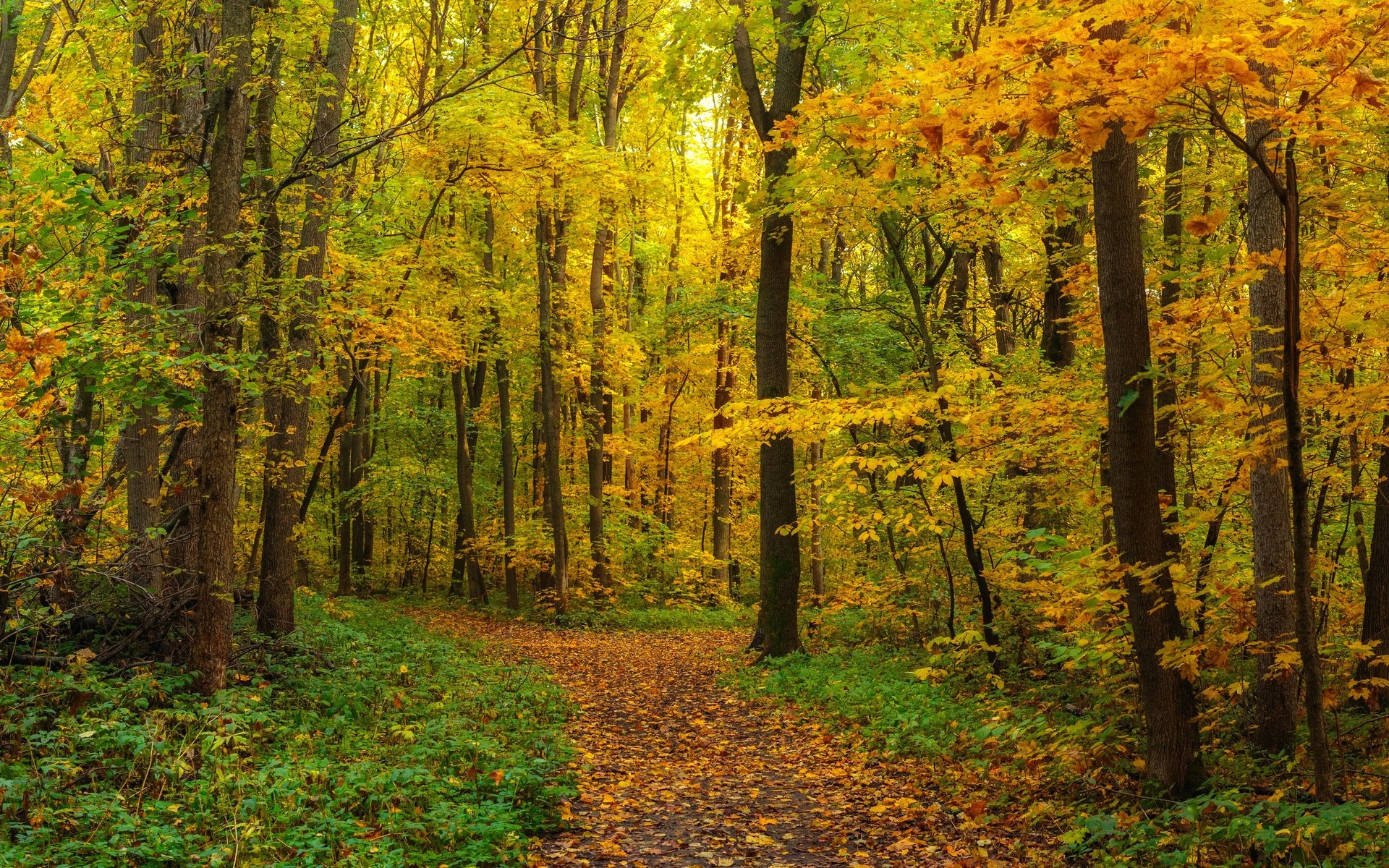 Обои лес, листва, панорама, осень, forest, foliage, panorama, autumn разрешение 6144x2403 Загрузить