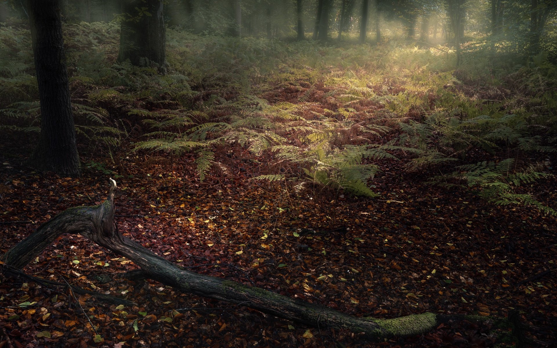 Обои лес, туман, forest, fog разрешение 3840x2160 Загрузить