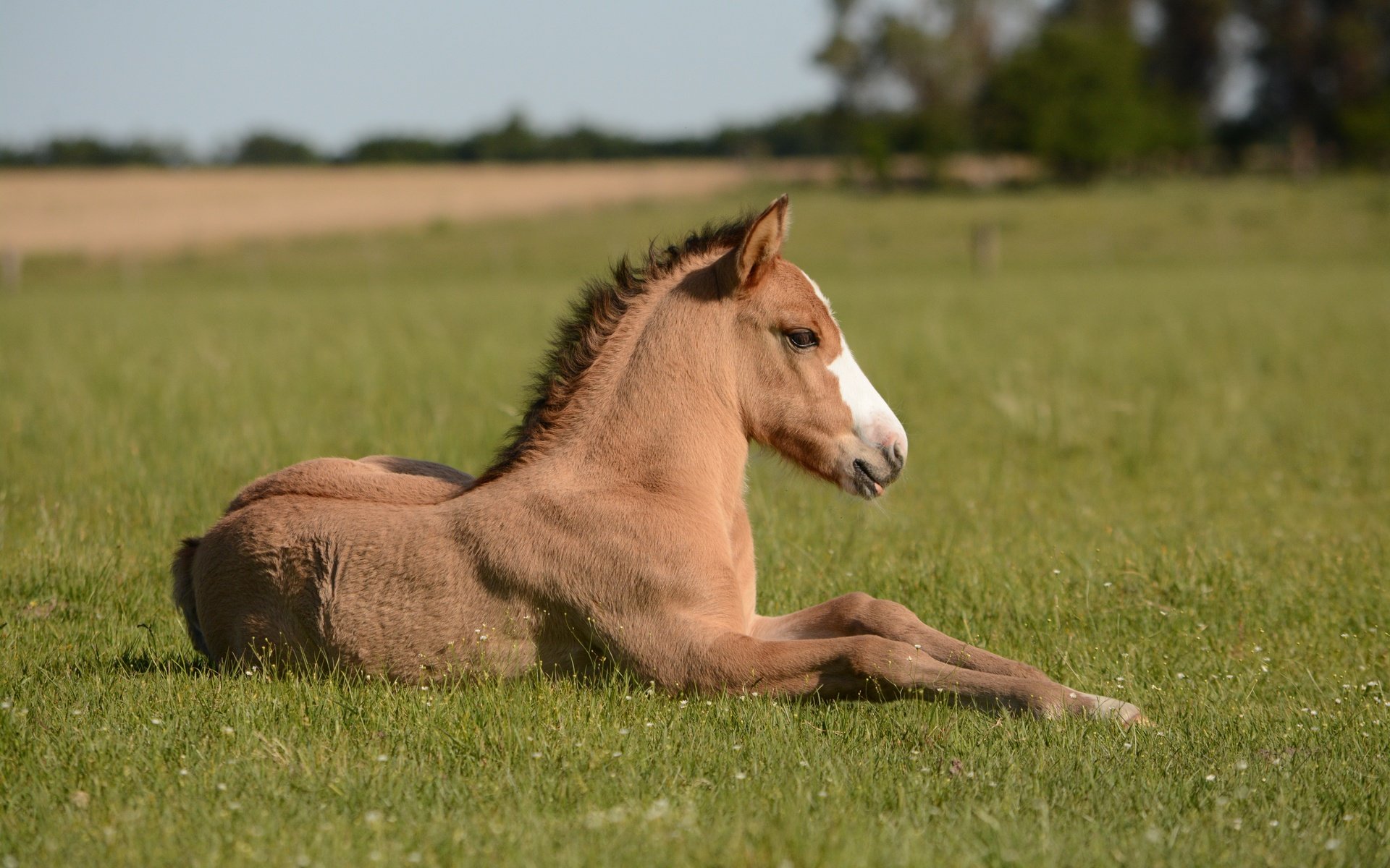Обои лошадь, поле, конь, жеребенок, horse, field, foal разрешение 6000x4000 Загрузить