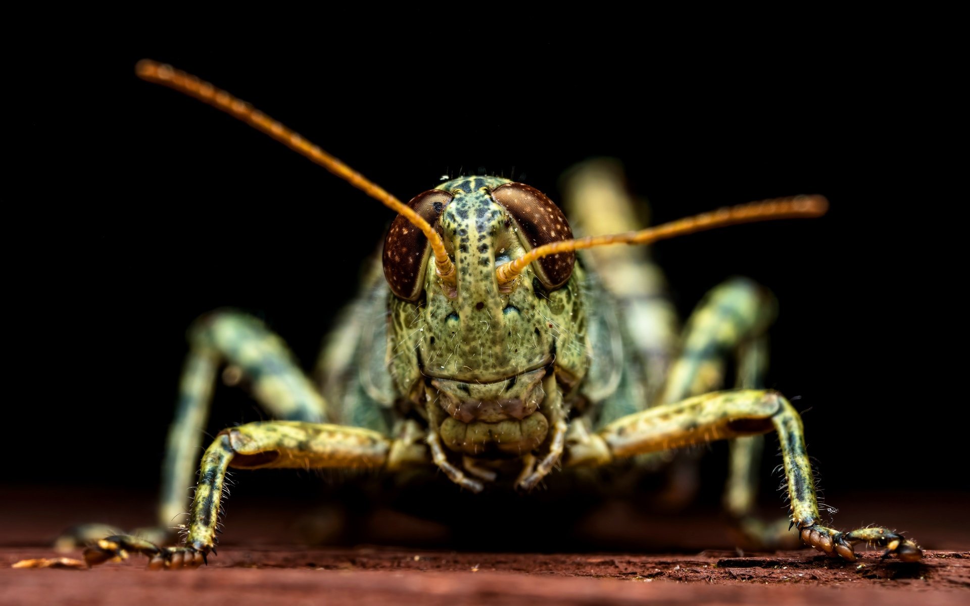 Обои макро, черный фон, кузнечик, macro, black background, grasshopper разрешение 8192x5462 Загрузить