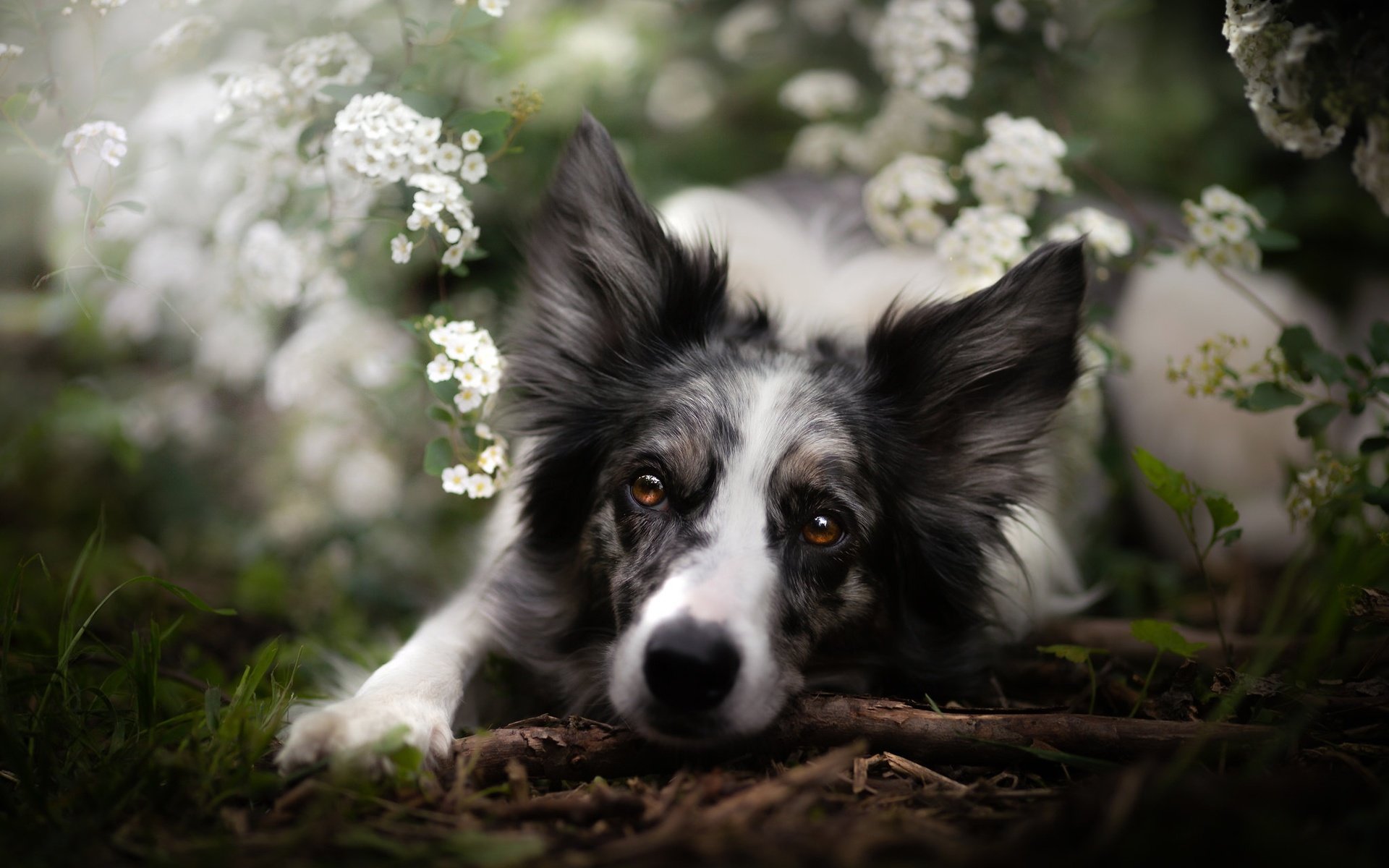 Обои морда, цветы, взгляд, собака, бордер-колли, face, flowers, look, dog, the border collie разрешение 2048x1365 Загрузить
