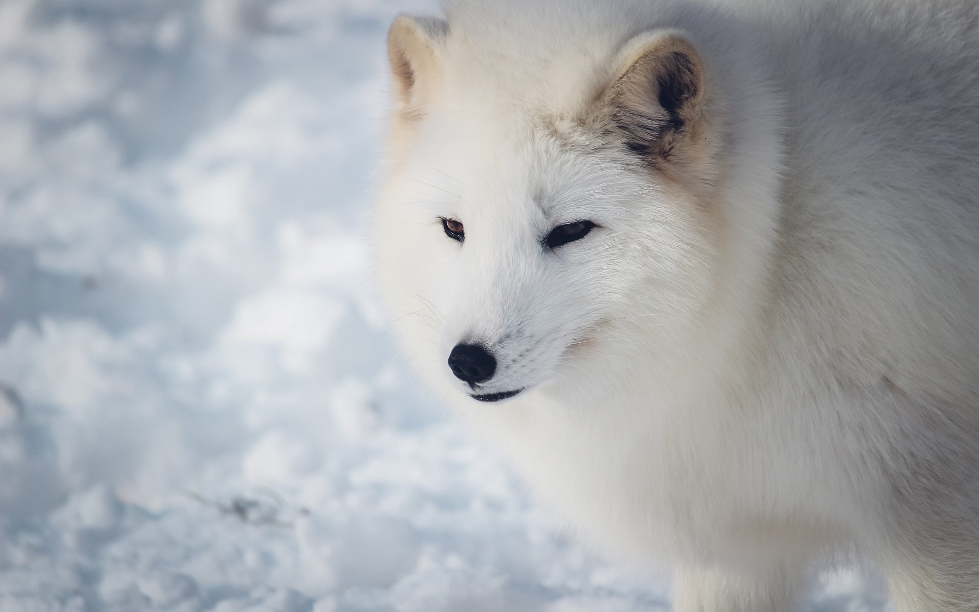 Обои морда, снег, зима, взгляд, белый, песец, face, snow, winter, look, white, fox разрешение 3840x2560 Загрузить