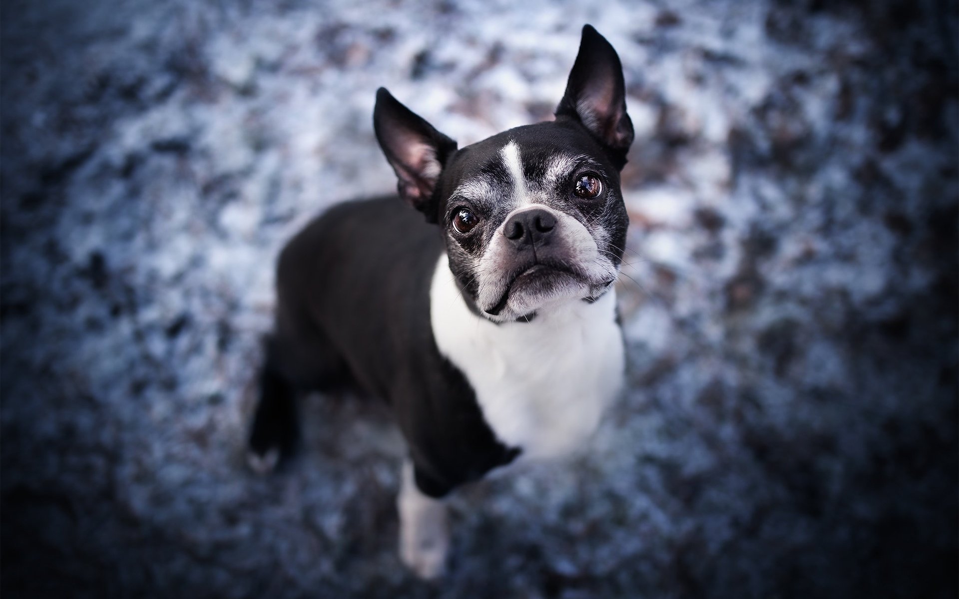 Обои морда, взгляд, собака, бостон-терьер, face, look, dog, boston terrier разрешение 2048x1365 Загрузить