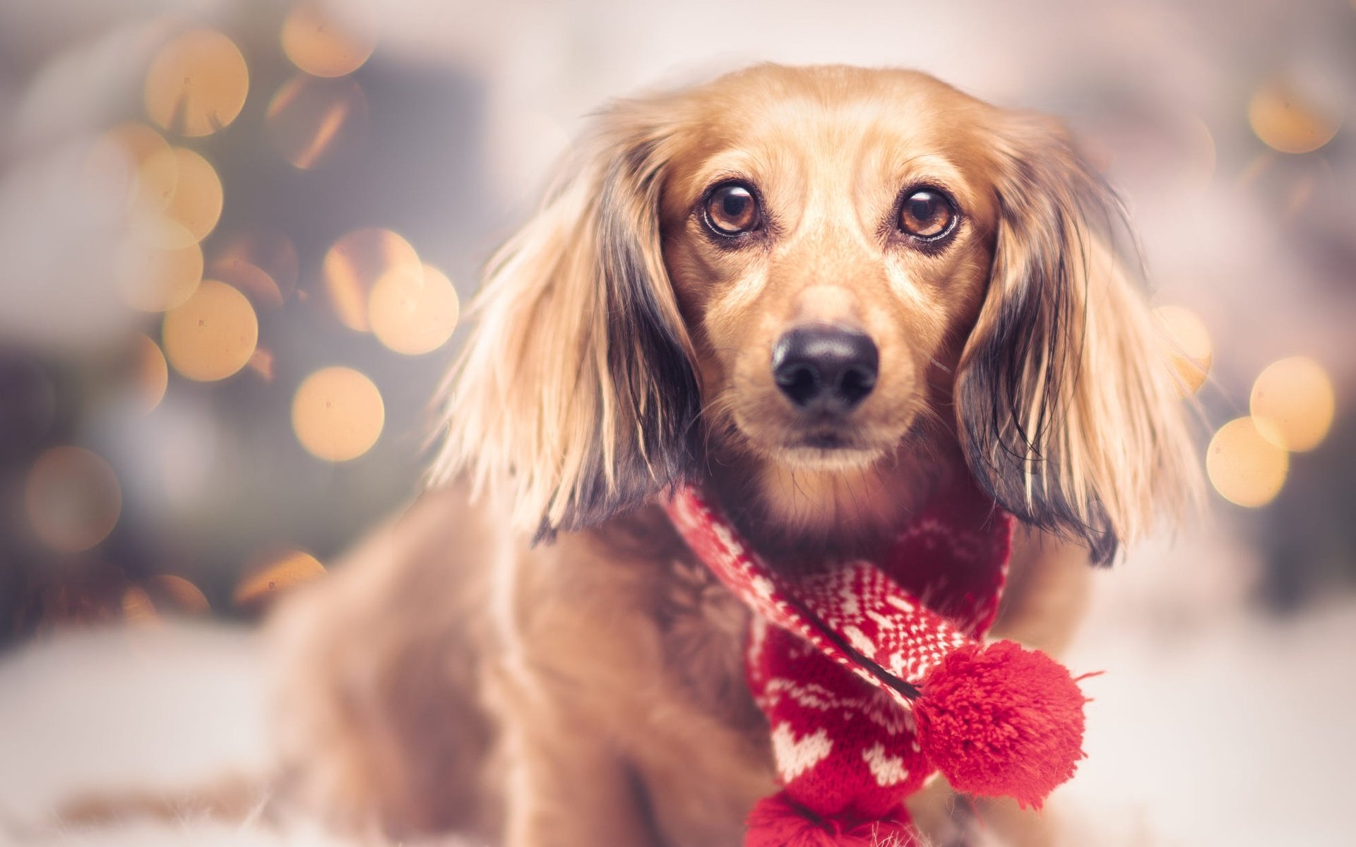 Обои новый год, взгляд, собака, щенок, мордашка, рождество, new year, look, dog, puppy, face, christmas разрешение 2000x1600 Загрузить