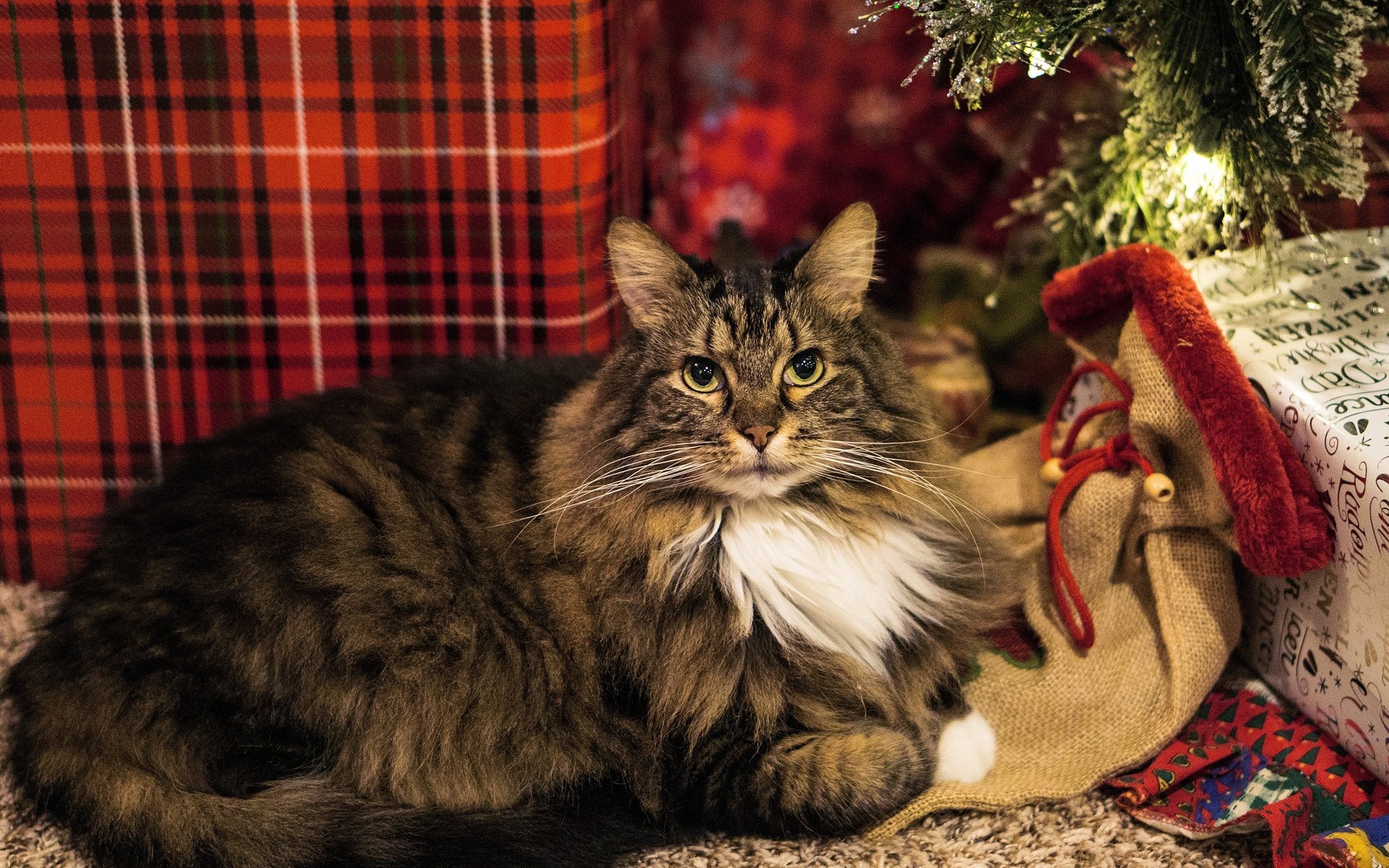 Обои огни, коробка, новый год, уют, кот, кошка, взгляд, подарки, пушистый, серый, рождество, christmas, lights, box, new year, comfort, cat, look, gifts, fluffy, grey разрешение 2880x1620 Загрузить