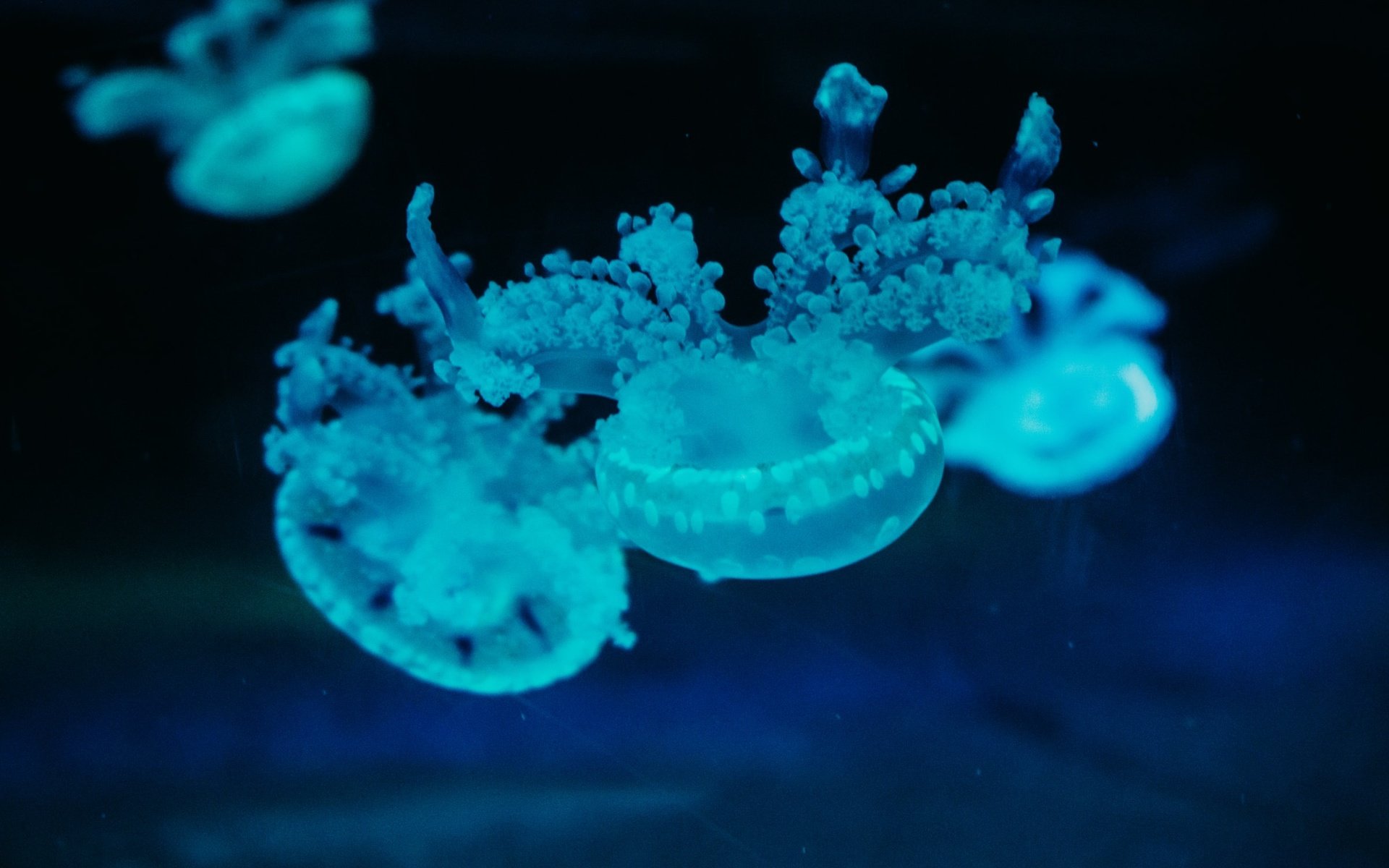 Обои под водой, голубые, медузы, under water, blue, jellyfish разрешение 2400x1600 Загрузить