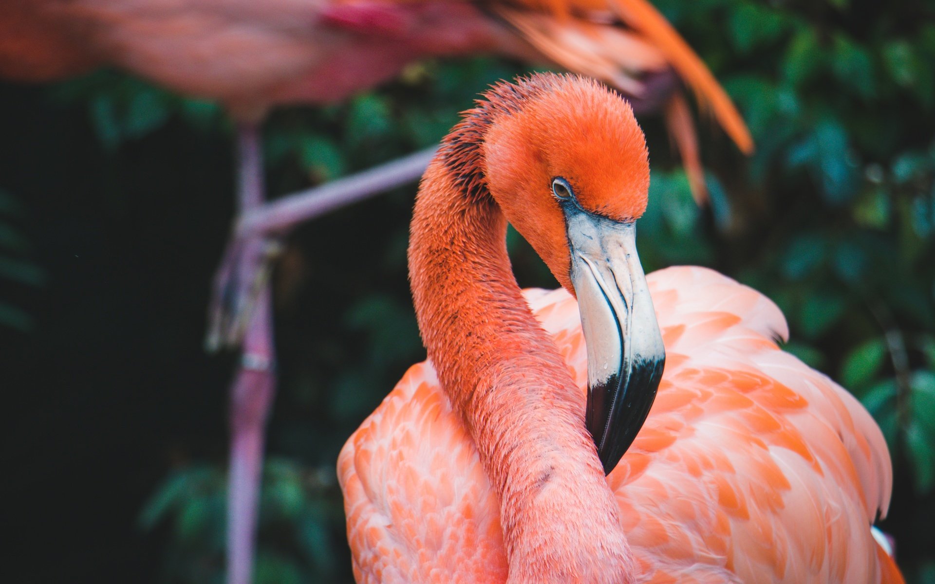 Обои фламинго, птица, темный фон, розовый фламинго, flamingo, bird, the dark background, pink flamingos разрешение 5762x4000 Загрузить