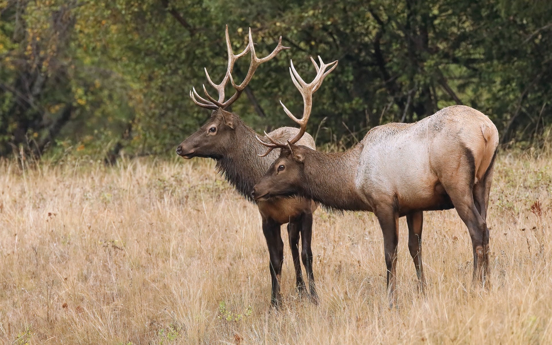 Обои природа, лес, олень, поляна, олени, nature, forest, deer, glade разрешение 2880x1963 Загрузить