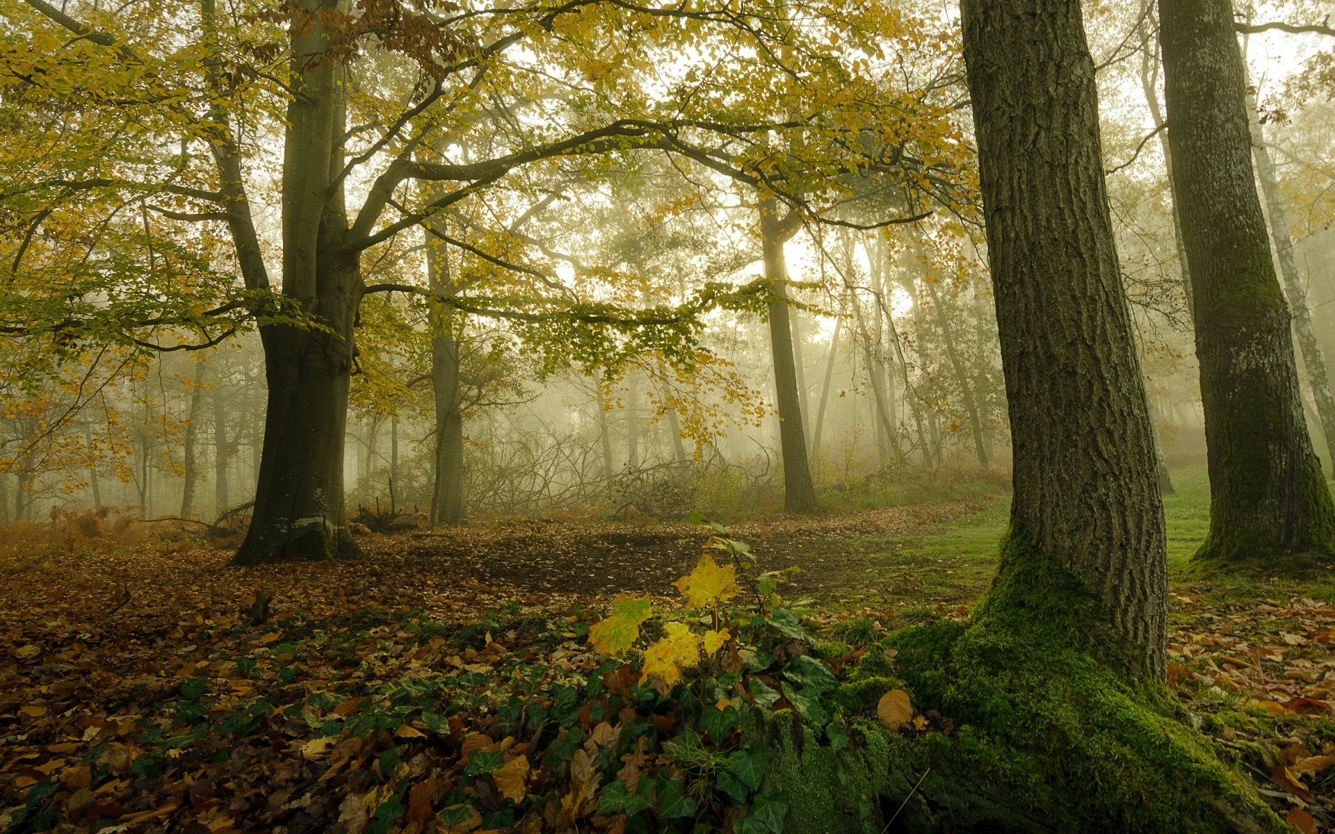 Обои природа, лес, nature, forest разрешение 3840x2160 Загрузить