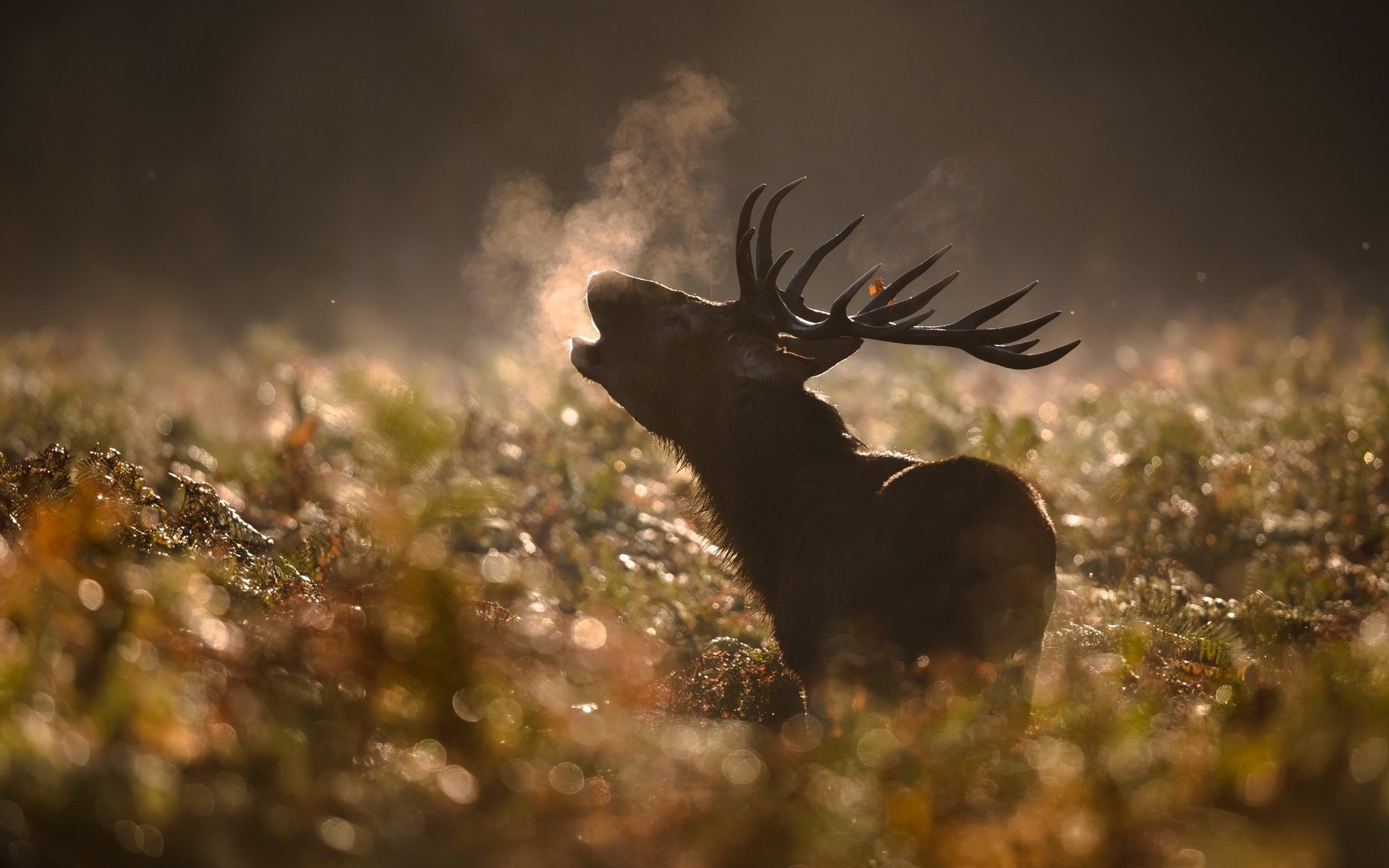 Обои природа, олень, осень, nature, deer, autumn разрешение 2560x1440 Загрузить