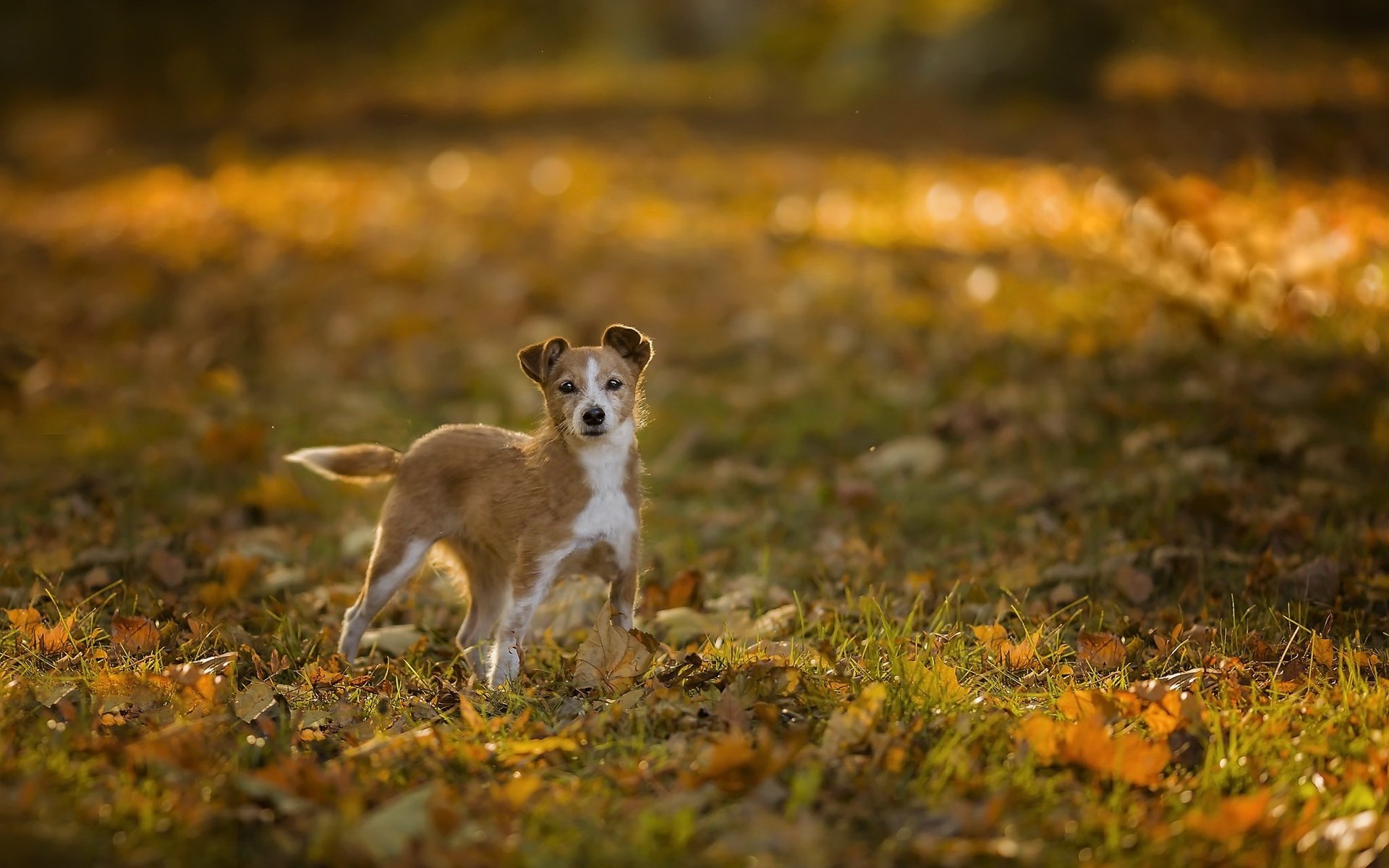 Обои природа, собака, nature, dog разрешение 2048x1366 Загрузить