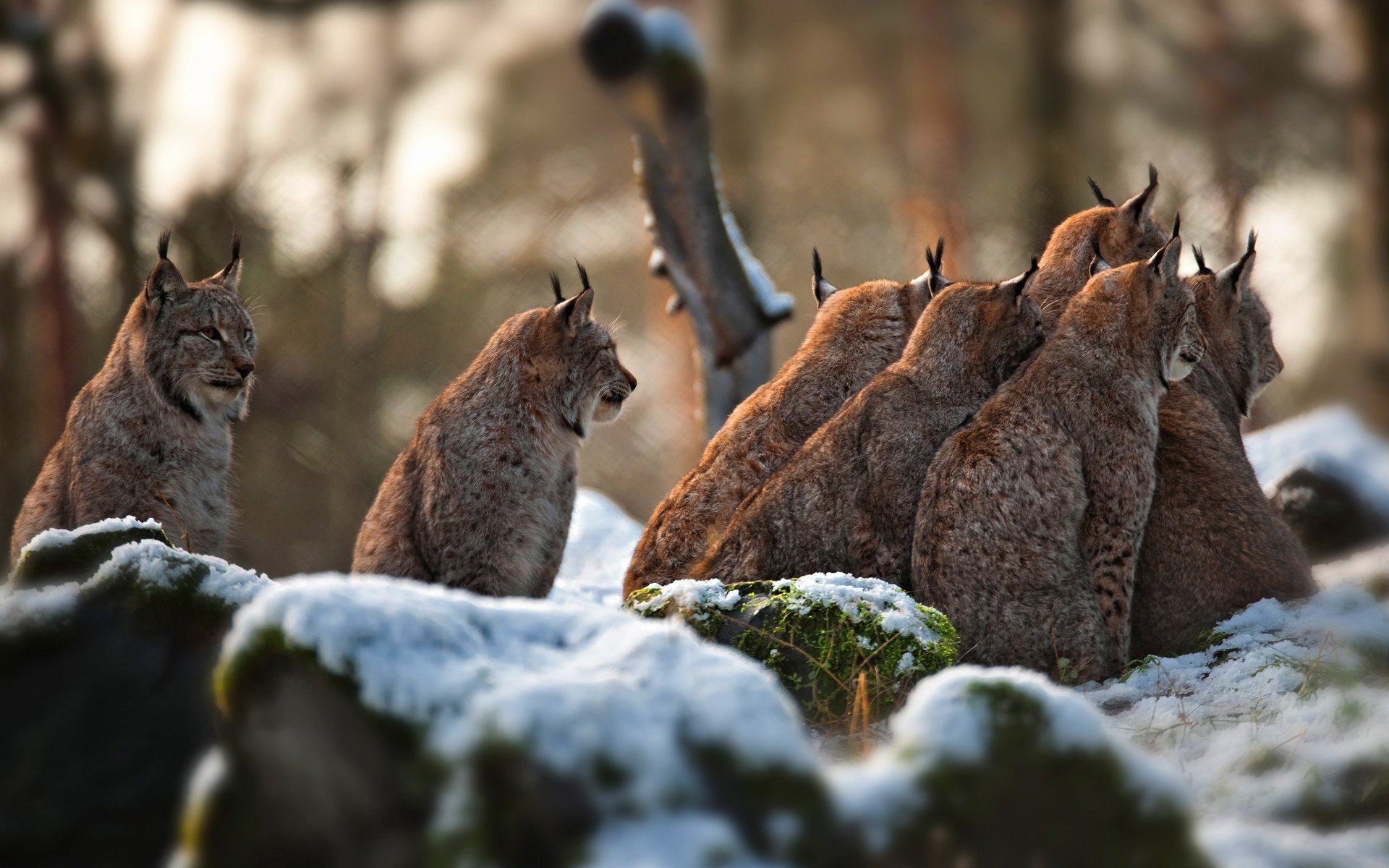 Обои снег, камни, зима, рысь, много, боке, сидят, рыси, snow, stones, winter, lynx, a lot, bokeh, sitting разрешение 3840x2438 Загрузить