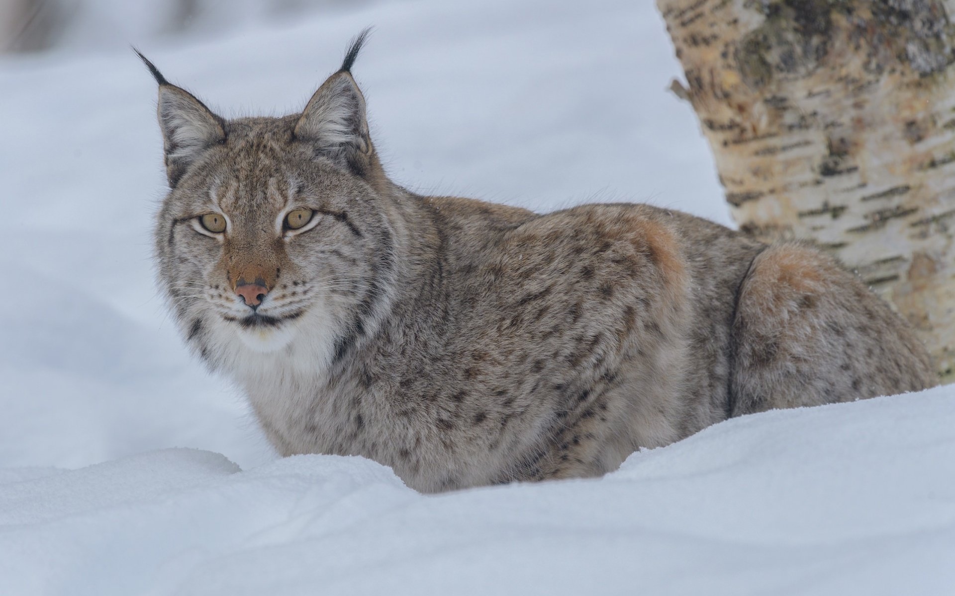 Обои снег, зима, рысь, взгляд, дикая кошка, snow, winter, lynx, look, wild cat разрешение 1920x1280 Загрузить