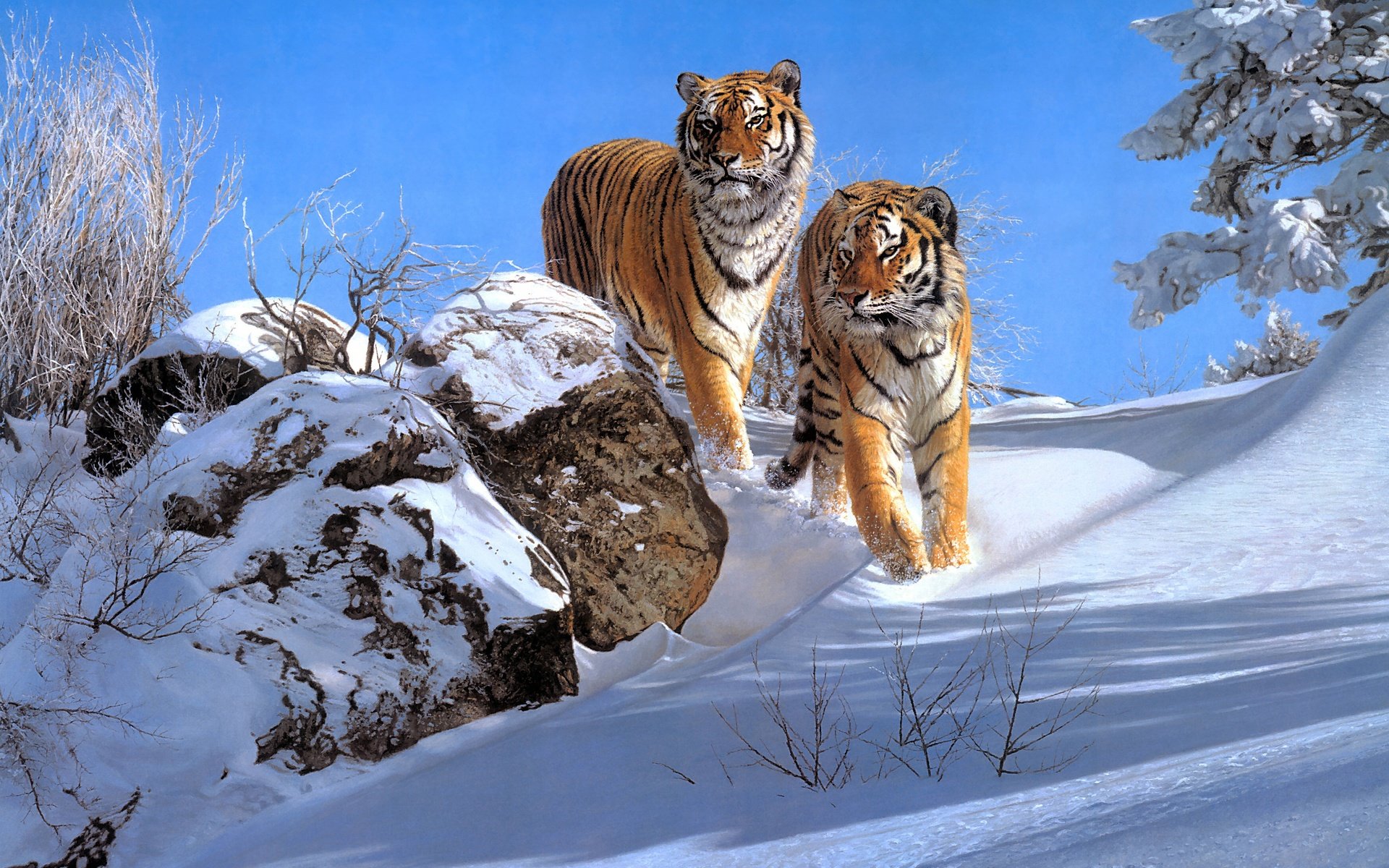 Обои снег, зима, тигры, snow, winter, tigers разрешение 3498x2524 Загрузить