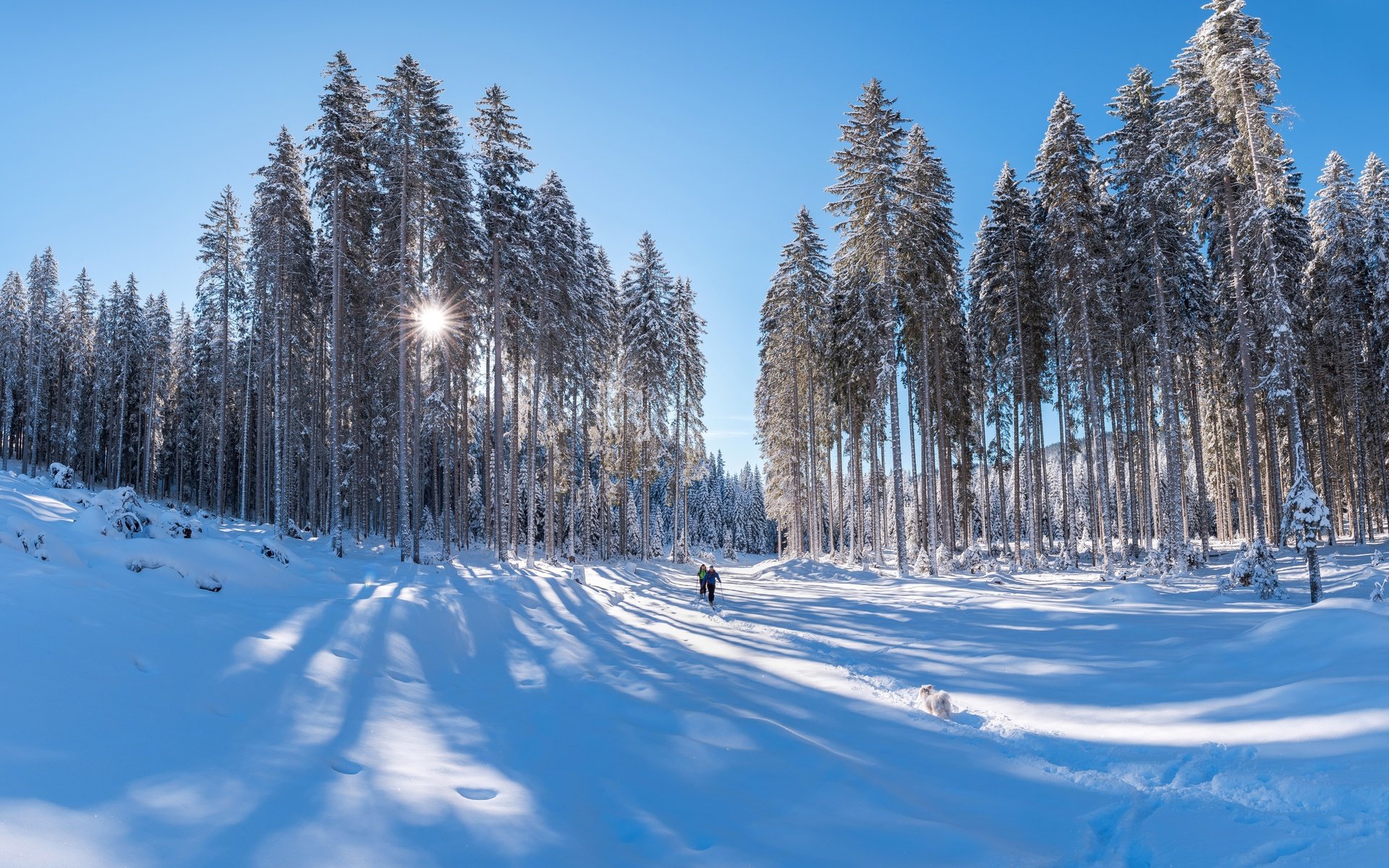 Обои свет, сосны, снег, синева, лес, сугробы, зима, тени, лучи, лыжники, люди, лыжня, иней, собака, light, pine, snow, blue, forest, the snow, winter, shadows, rays, skiers, trails, people, frost, dog разрешение 6876x4686 Загрузить