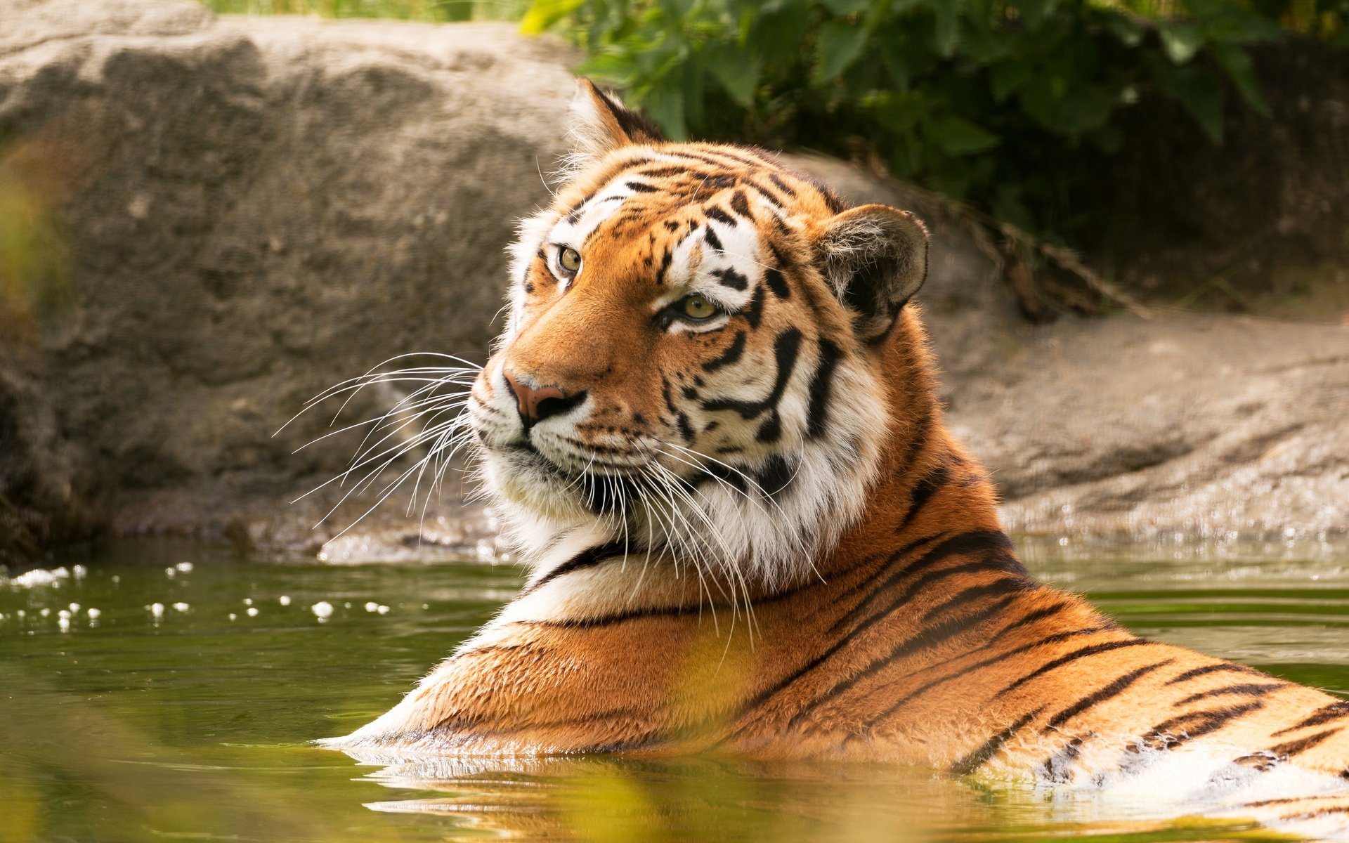 Обои тигр, морда, водоем, купание, tiger, face, pond, bathing разрешение 5472x3648 Загрузить