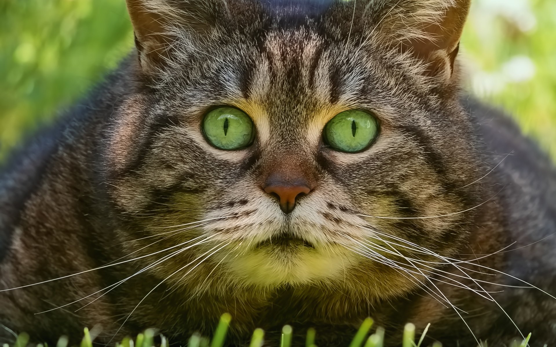 Обои трава, кот, взгляд, мордашка, котэ, глазища, grass, cat, look, face, kote, eyes разрешение 2500x2500 Загрузить