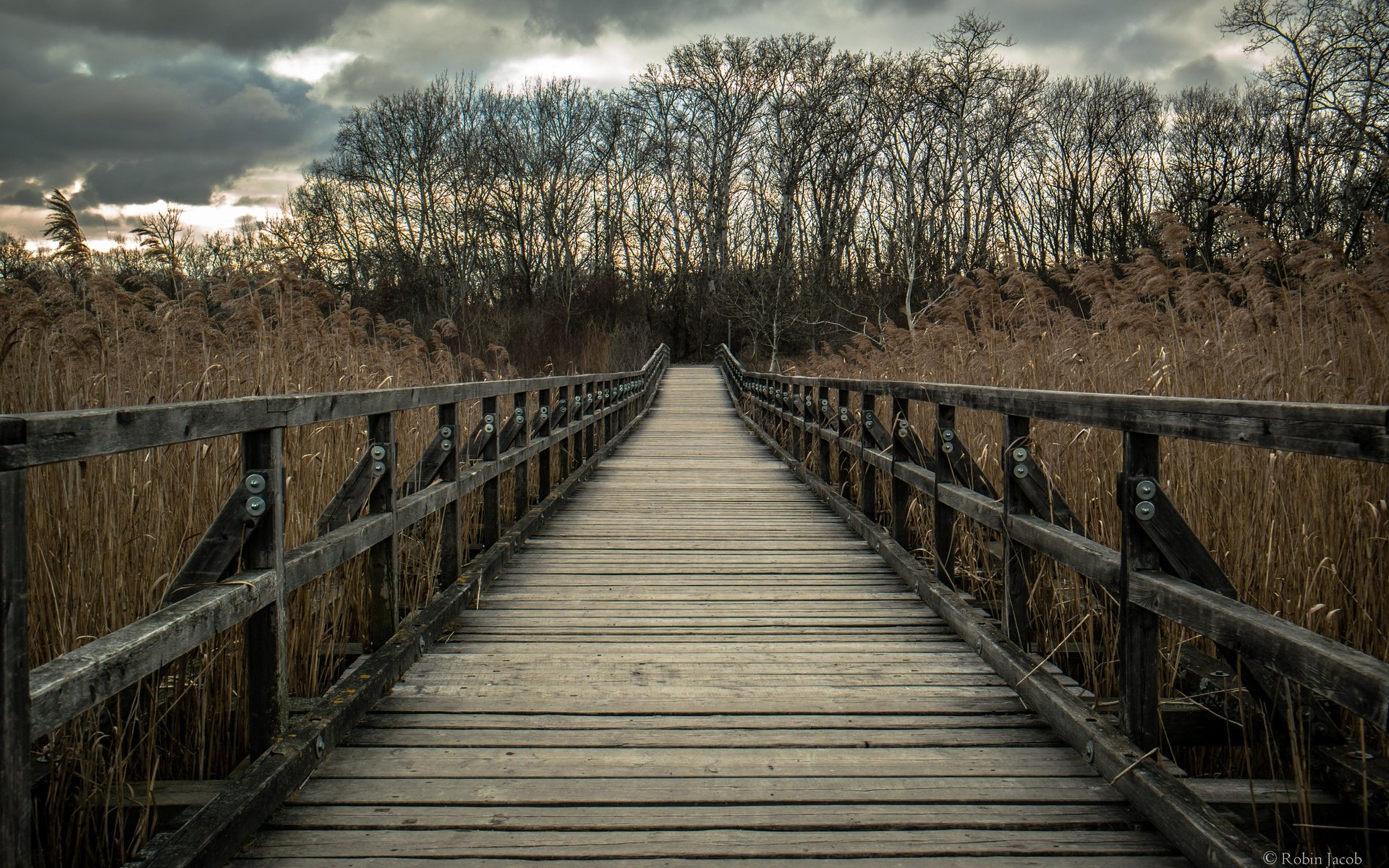 Обои деревья, природа, мост, тростник, деревянный мост, trees, nature, bridge, cane, wooden bridge разрешение 5424x3616 Загрузить