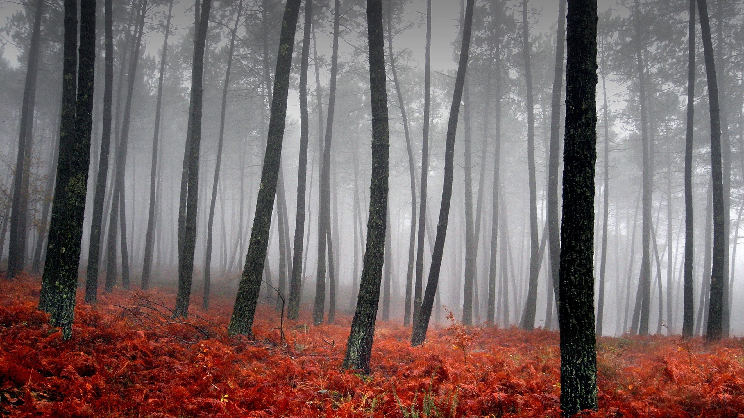 Обои трава, деревья, туман, красный, grass, trees, fog, red разрешение 3543x2362 Загрузить