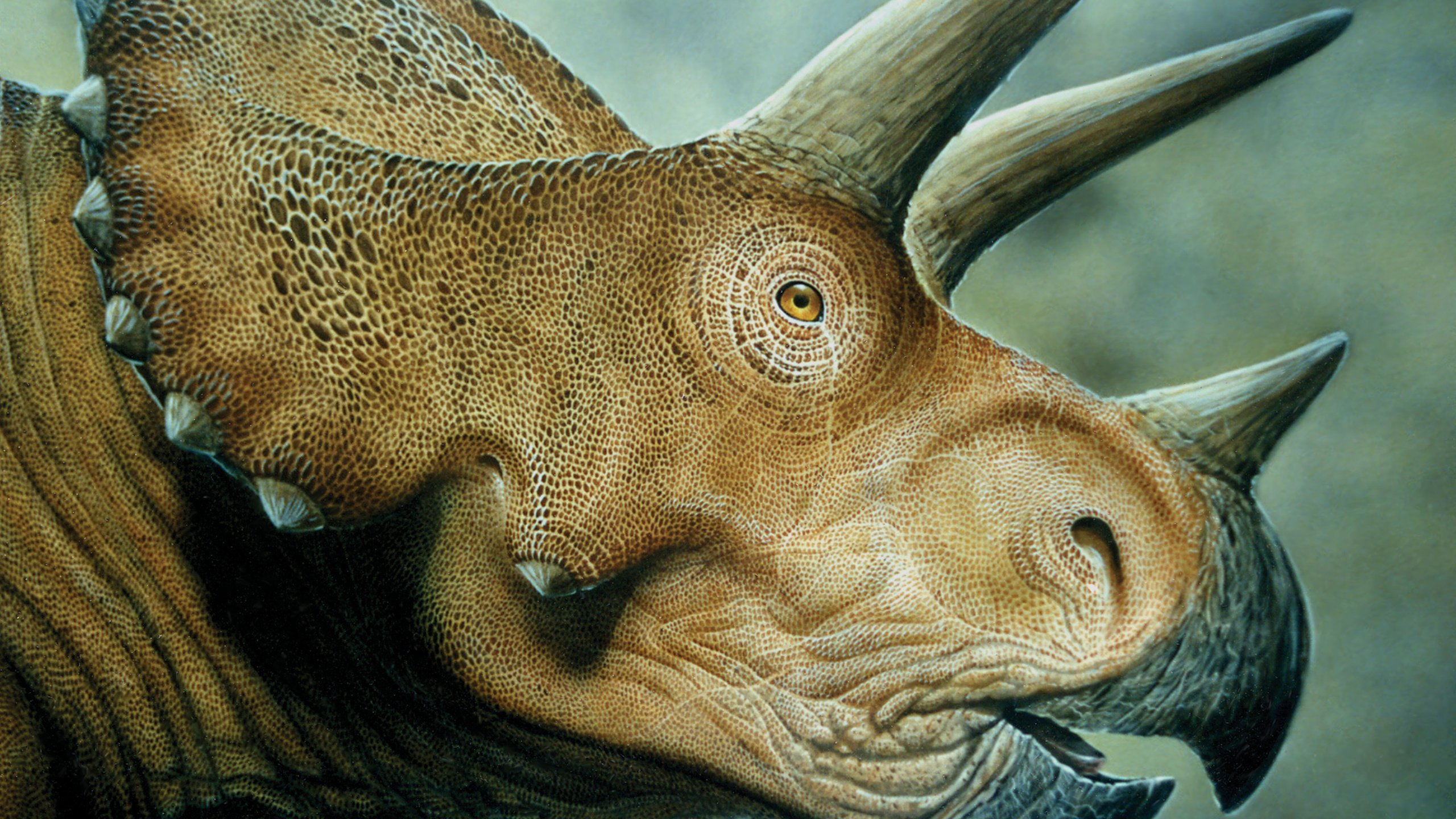 Обои динозавр, triceratops, мродаха, dinosaur, prodaja разрешение 4500x3000 Загрузить