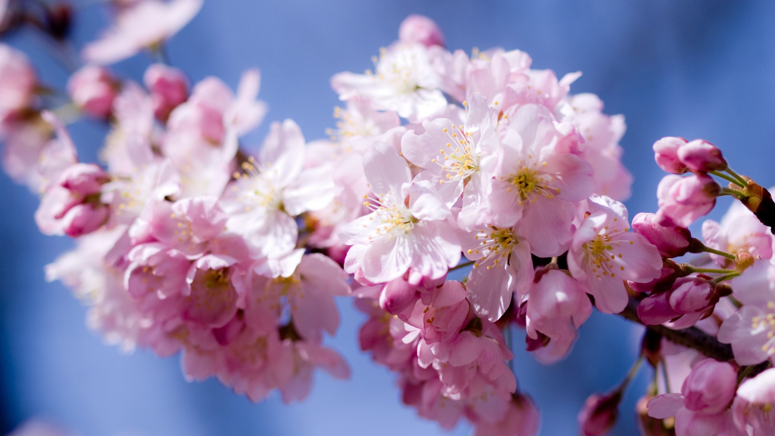 Обои небо, цветы, цветение, лепестки, весна, розовый, вишня, сакура, the sky, flowers, flowering, petals, spring, pink, cherry, sakura разрешение 3648x2736 Загрузить