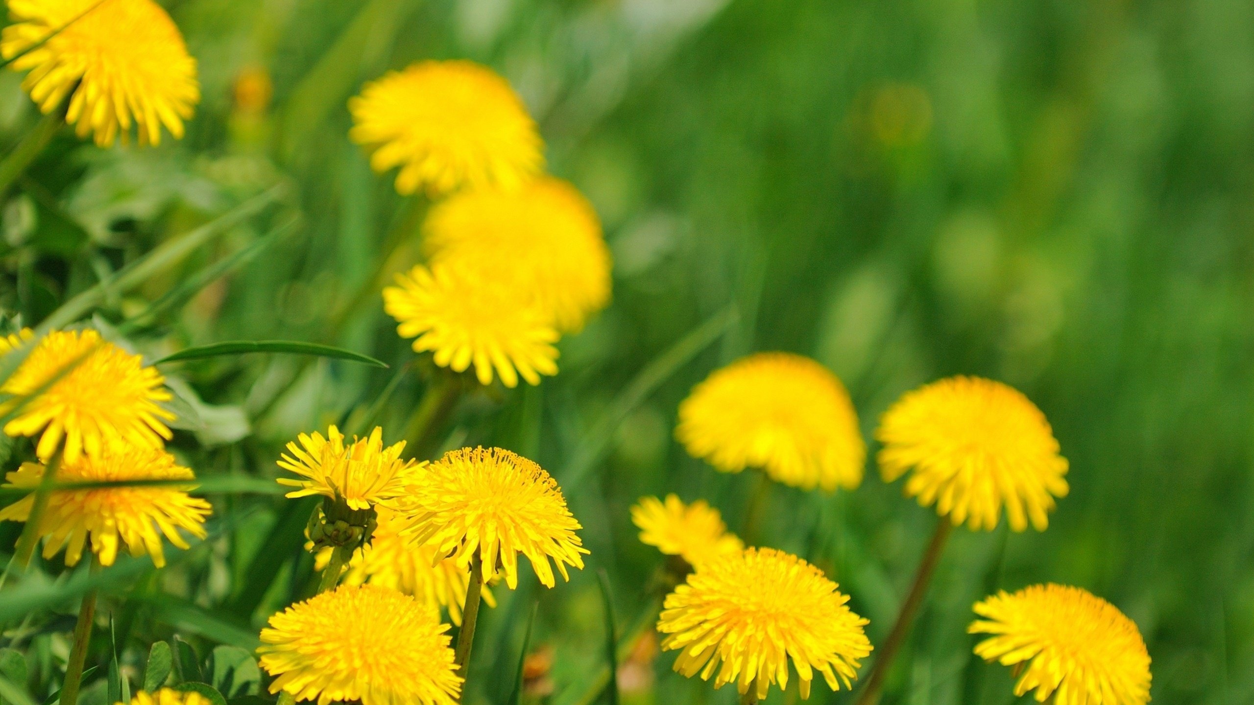 Обои весна, цветущие, одуванчики, spring, blooming, dandelions разрешение 2560x1600 Загрузить