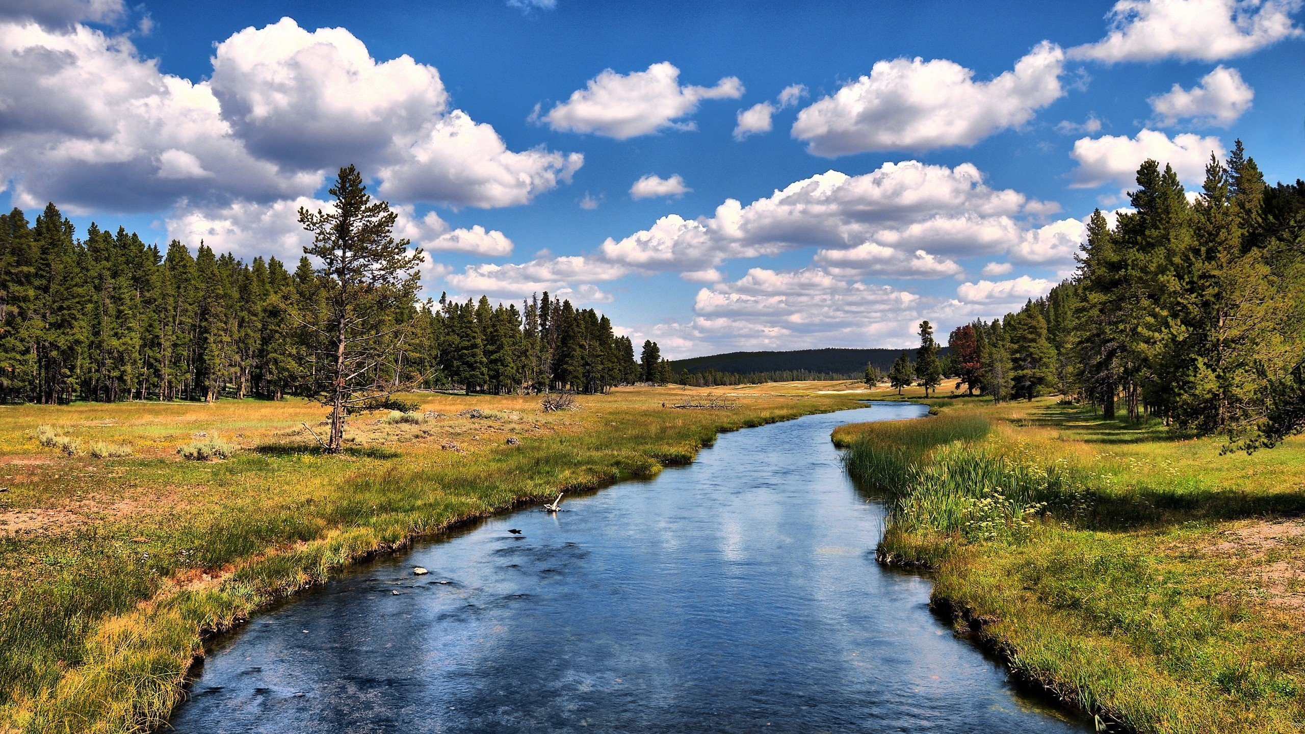 Обои небо, облака, деревья, река, лес, the sky, clouds, trees, river, forest разрешение 2560x1600 Загрузить