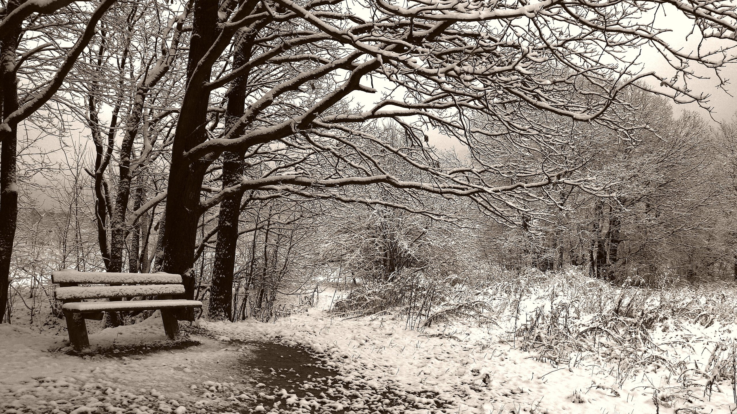 Обои деревья, снег, зима, чёрно-белое, сепия, скамейка, trees, snow, winter, black and white, sepia, bench разрешение 3504x2336 Загрузить