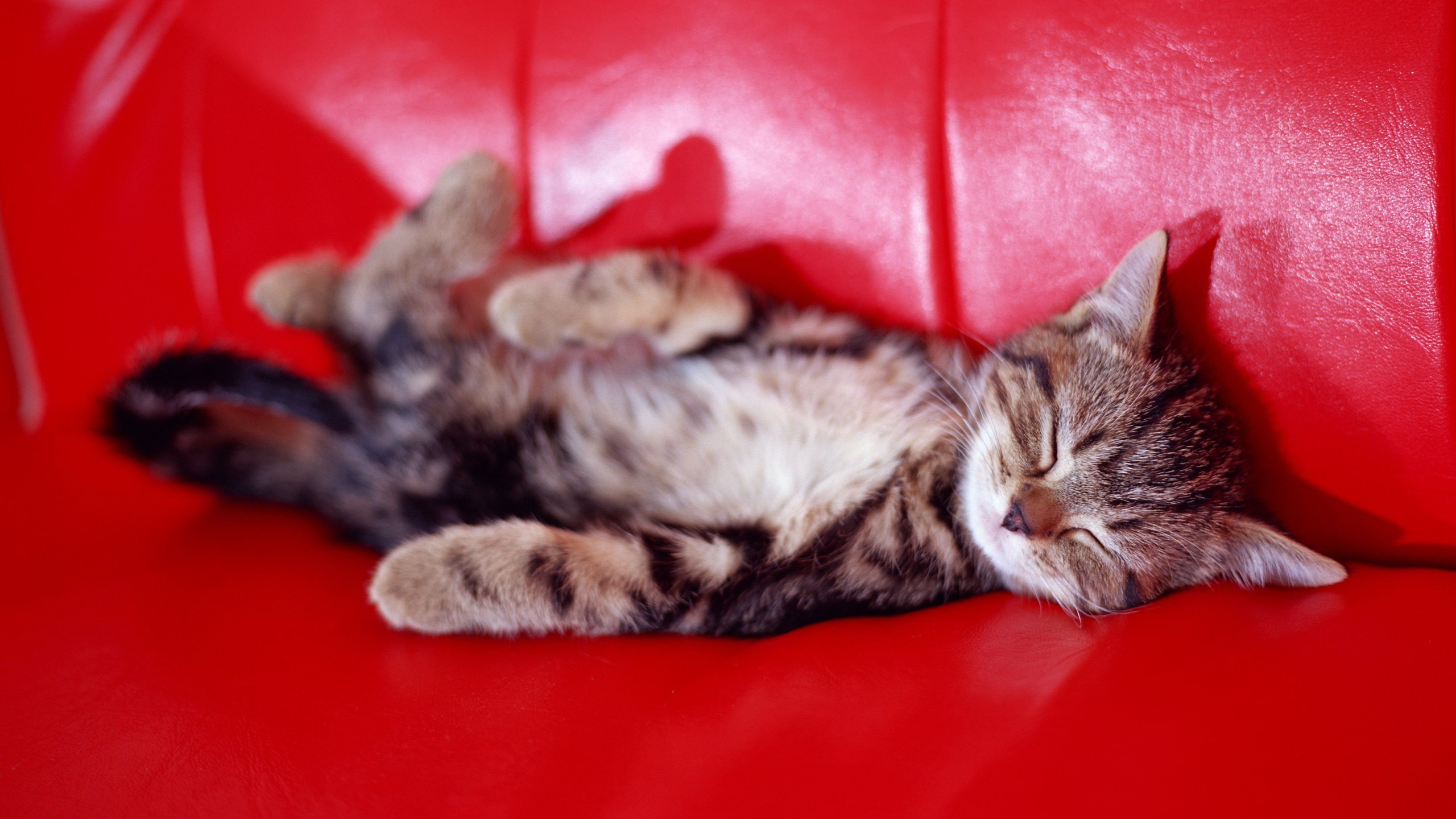 Милый котенок на диване