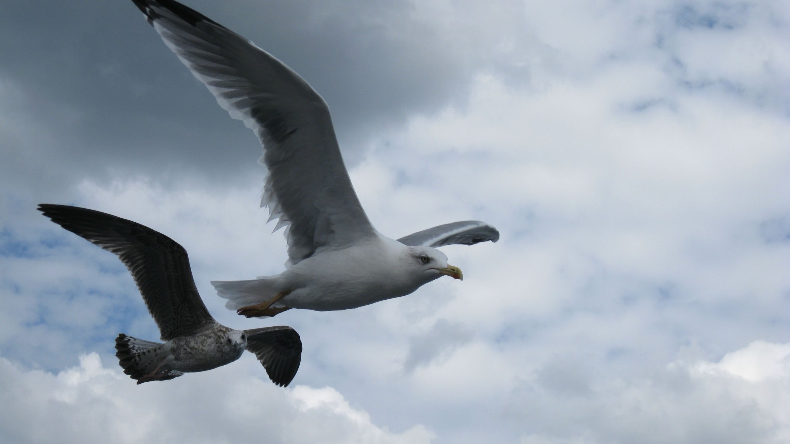 Обои небо, полет, крылья, чайка, птицы, клюв, перья, the sky, flight, wings, seagull, birds, beak, feathers разрешение 2592x1944 Загрузить