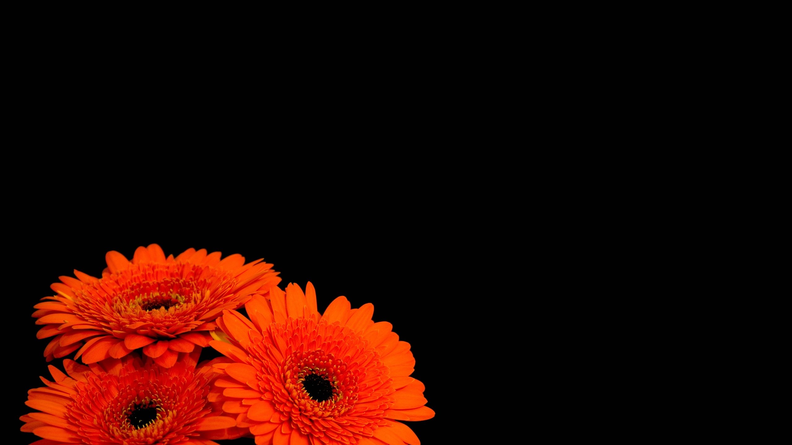Обои цветы, лепестки, черный фон, оранжевые, герберы, flowers, petals, black background, orange, gerbera разрешение 4000x3000 Загрузить