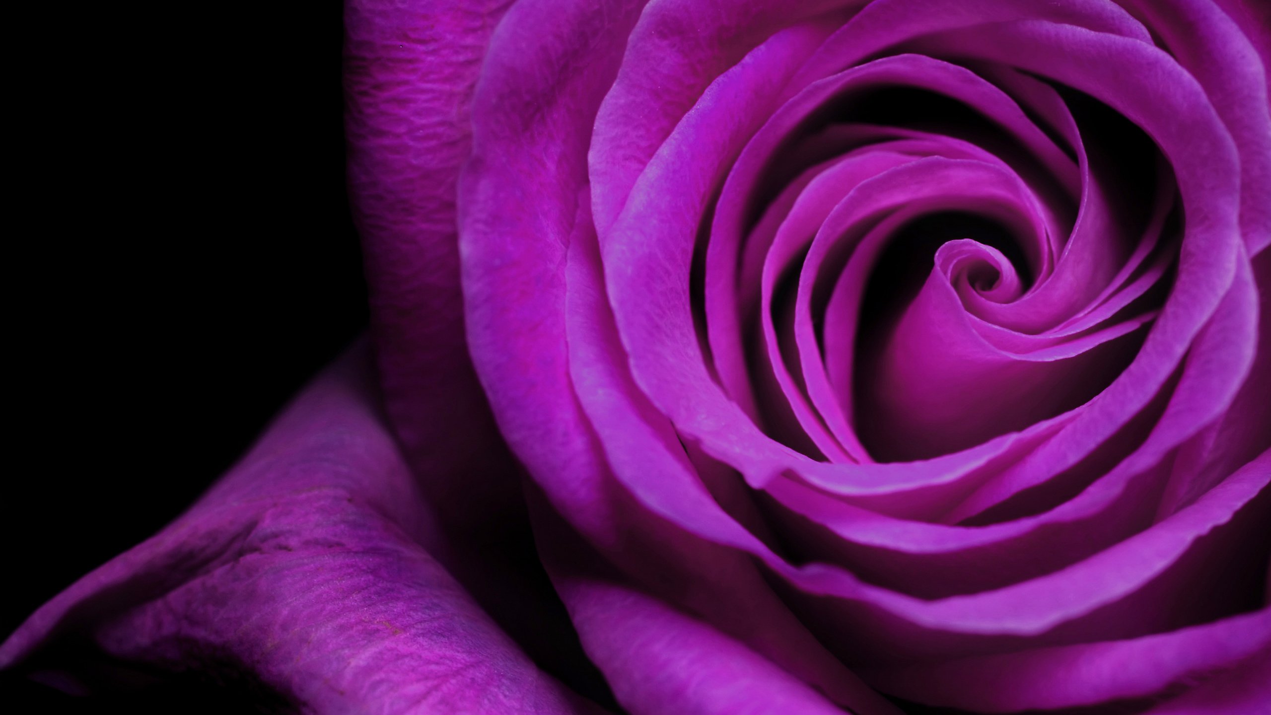 Обои роза, лепестки, фиолетовый, бутон, rose, petals, purple, bud разрешение 5200x3250 Загрузить