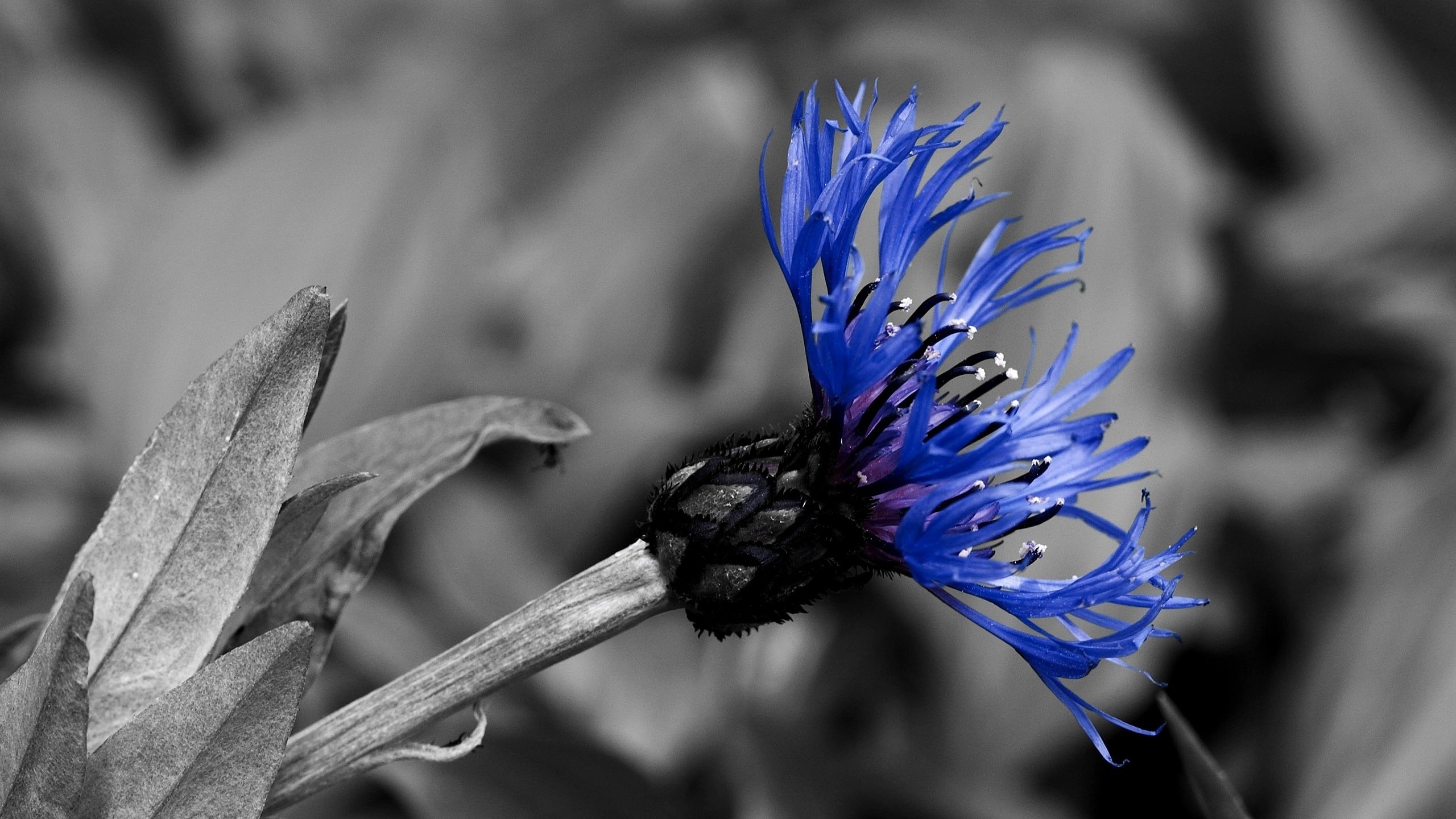 Обои синий, черно-белая, контраст, василек, blue, black and white, contrast, cornflower разрешение 2560x1600 Загрузить