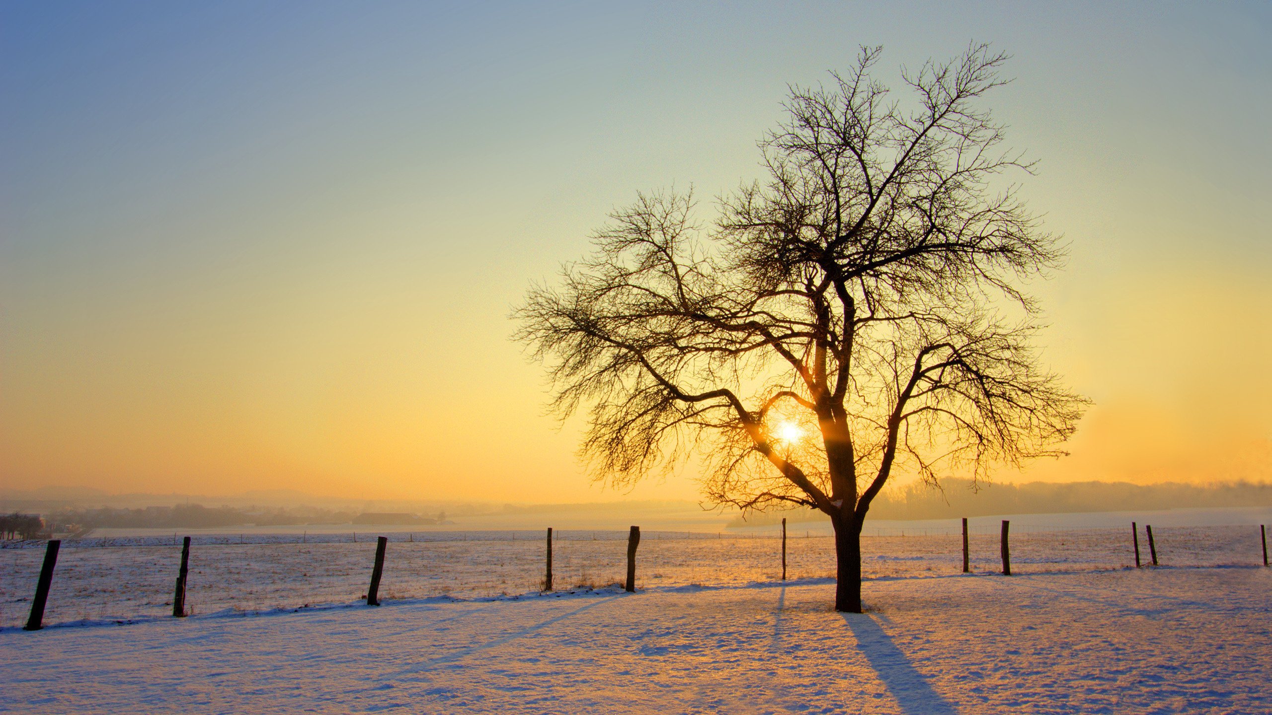 Обои солнце, снег, дерево, обои, зима, фото, the sun, snow, tree, wallpaper, winter, photo разрешение 2560x1600 Загрузить