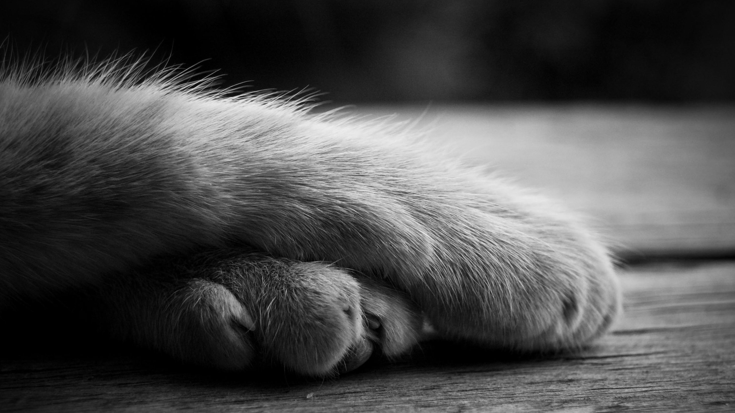 Обои лапы, кошка, чёрно-белое, лежит, paws, cat, black and white, lies разрешение 2843x1803 Загрузить