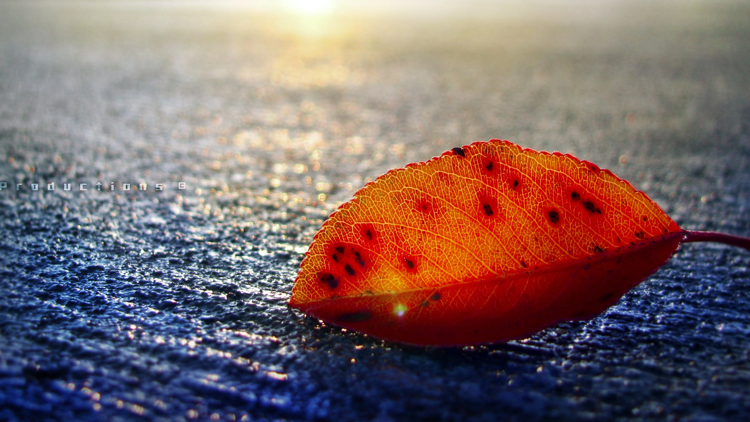 Обои листок, осень, outstanding сolor, leaf, autumn, outstanding color разрешение 3209x1561 Загрузить