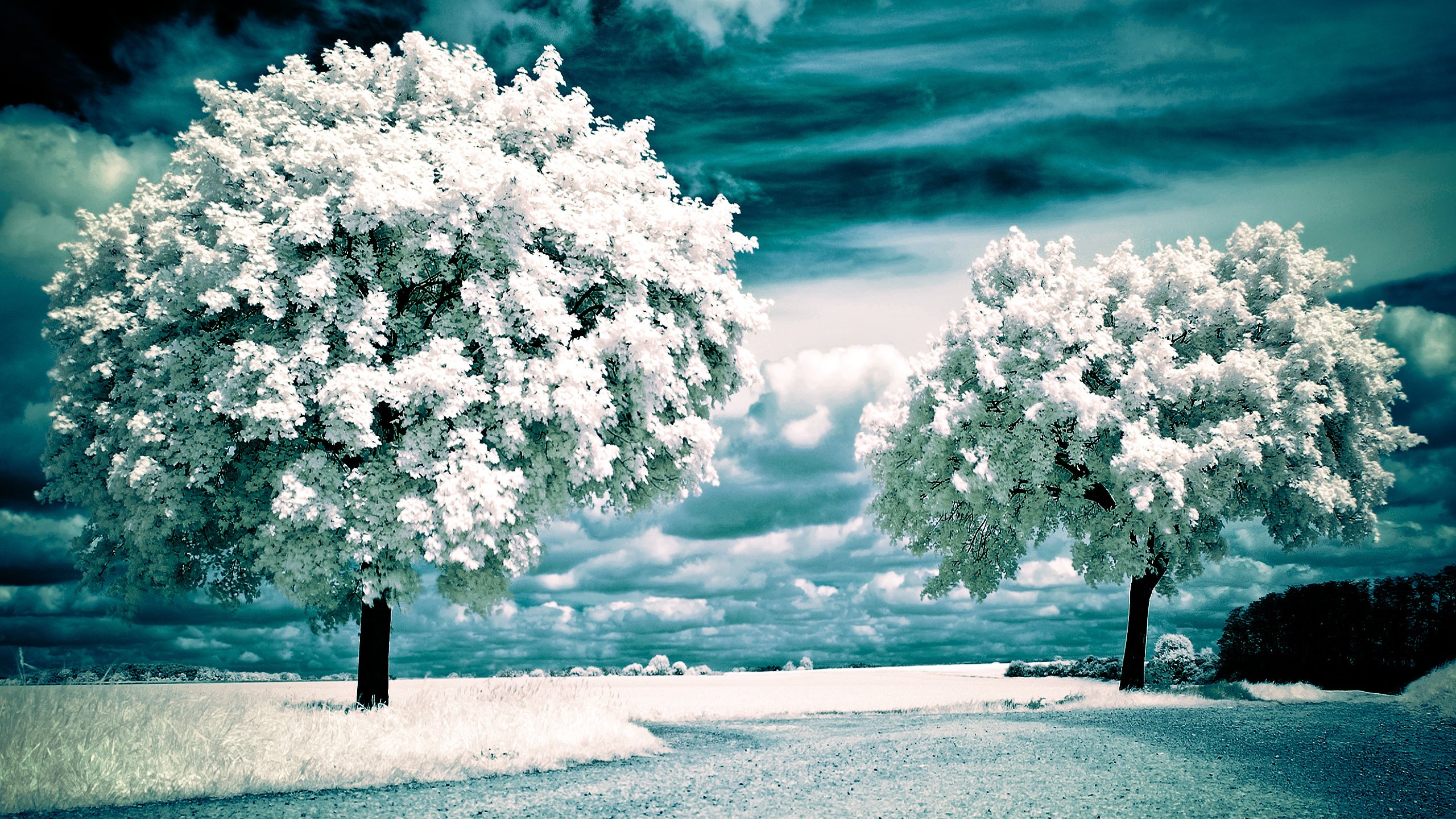 Обои деревья, поле, инфракрасный пейзаж, trees, field, infrared landscape разрешение 2560x1600 Загрузить