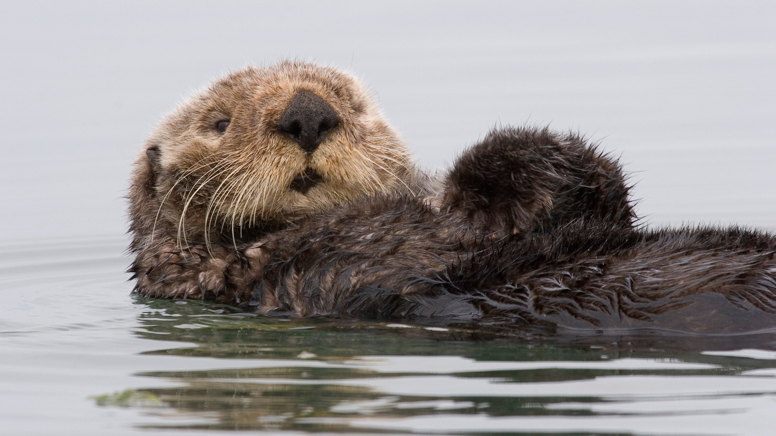 Обои вода, калифорния, калан, морская выдра, выдра, water, ca, kalan, sea otter, otter разрешение 3504x2336 Загрузить