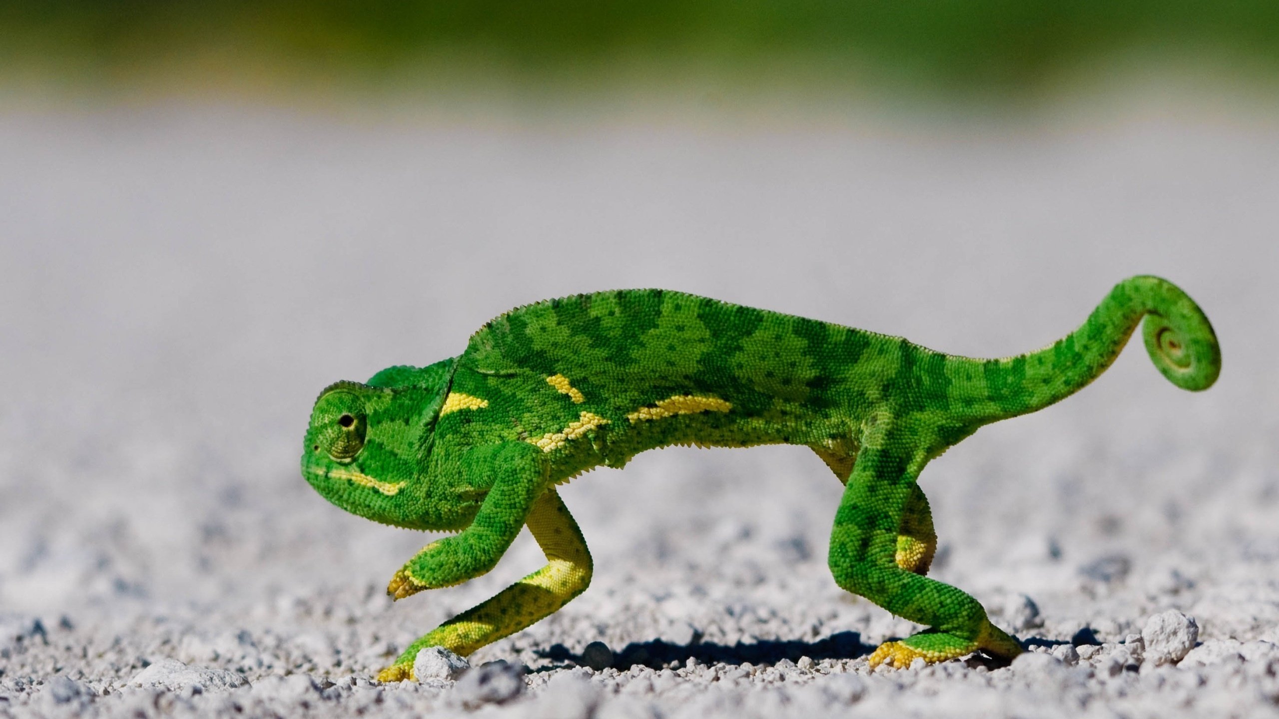 Обои зелёный, хамелеон, чешуя, green, chameleon, scales разрешение 2560x1600 Загрузить