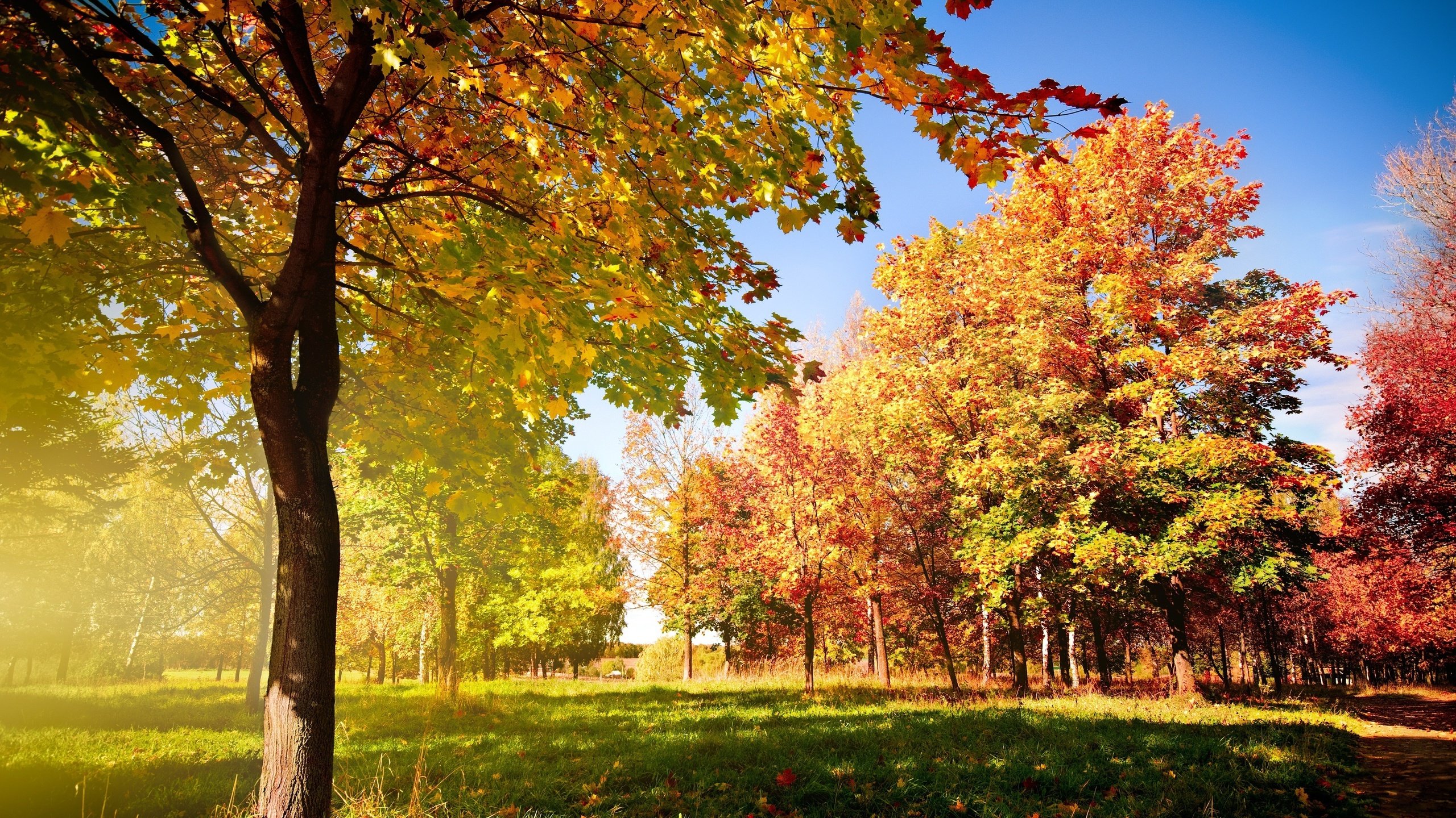 Обои деревья, листья, дорожка, осень, autumn trees, опадающие, trees, leaves, track, autumn, falling разрешение 3872x2572 Загрузить
