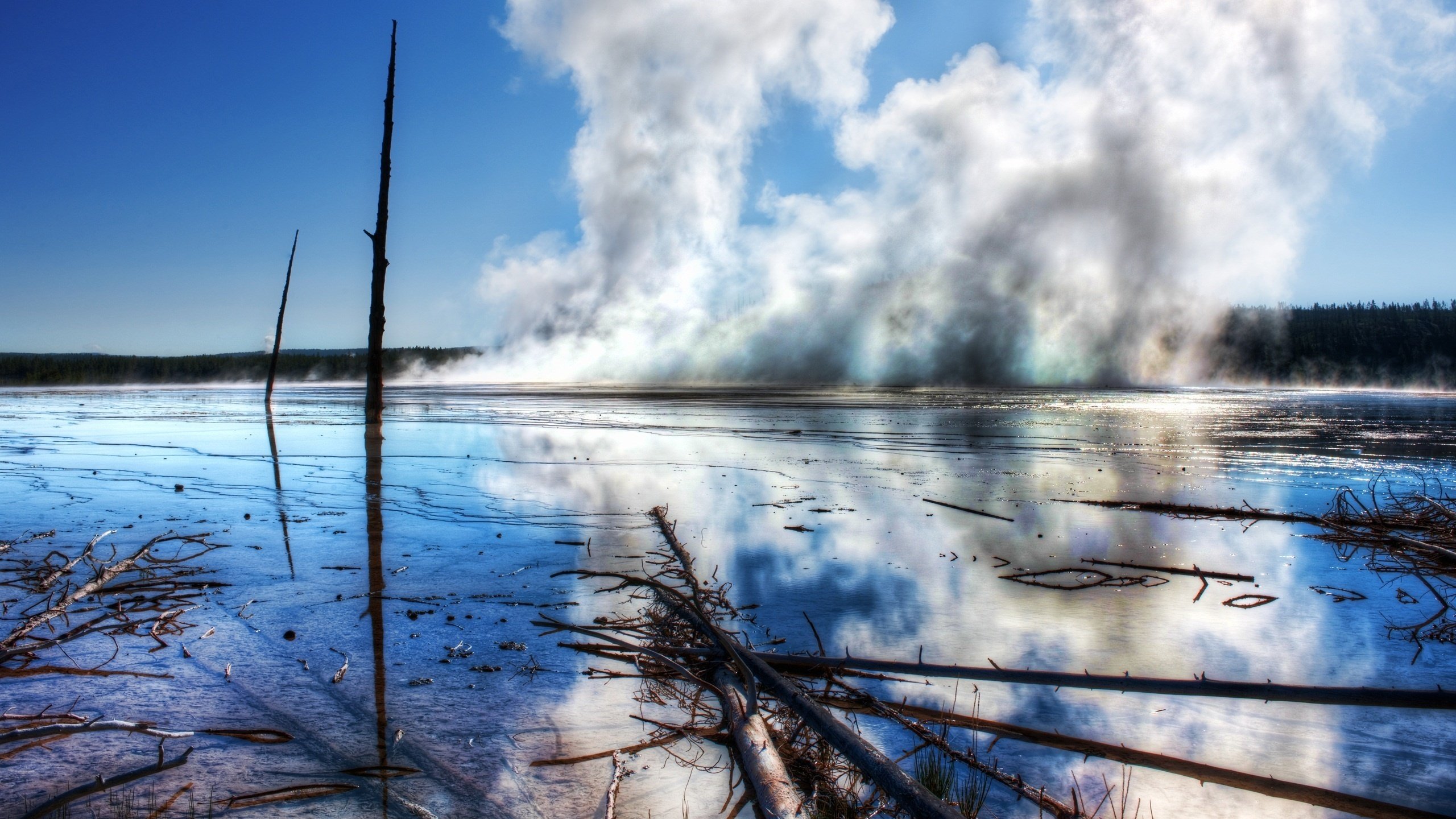 Обои лес, пар, йеллоустон, forest, couples, yellowstone разрешение 2560x1600 Загрузить