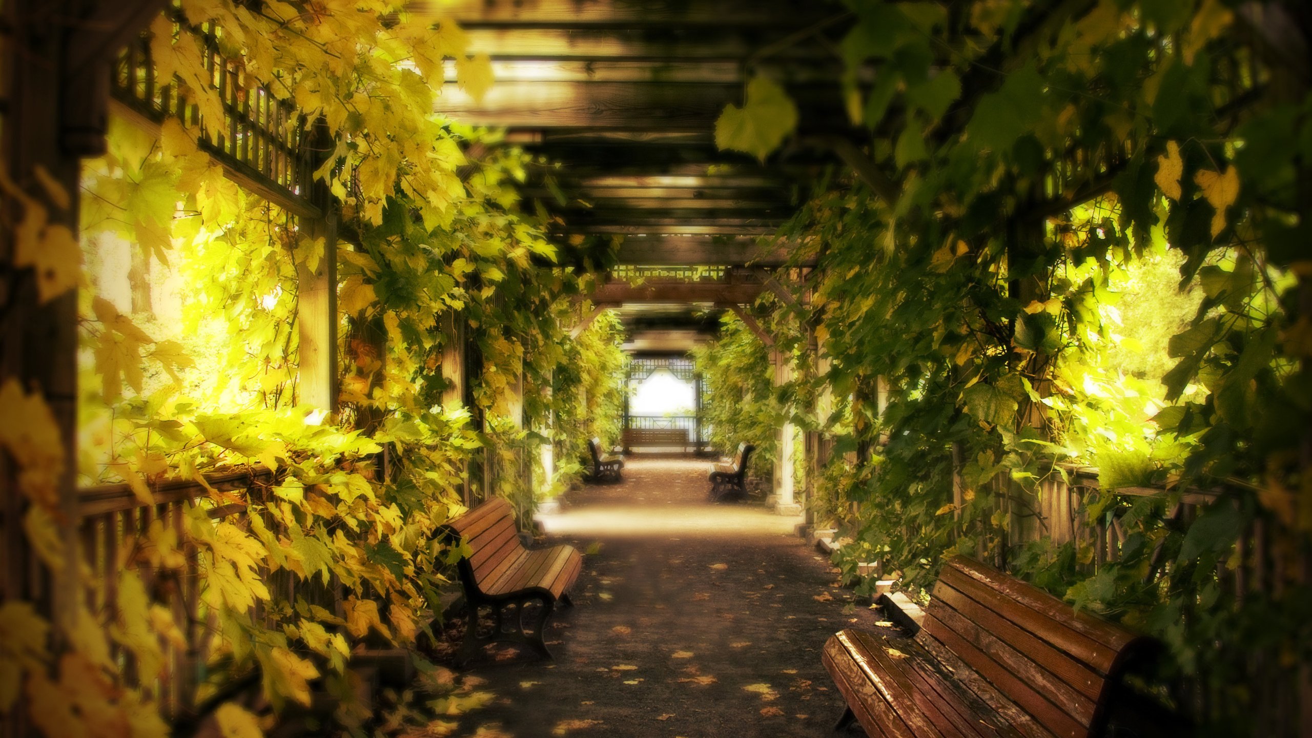 Обои листья, виноград, скамейки, коридор, leaves, grapes, benches, corridor разрешение 3084x2211 Загрузить