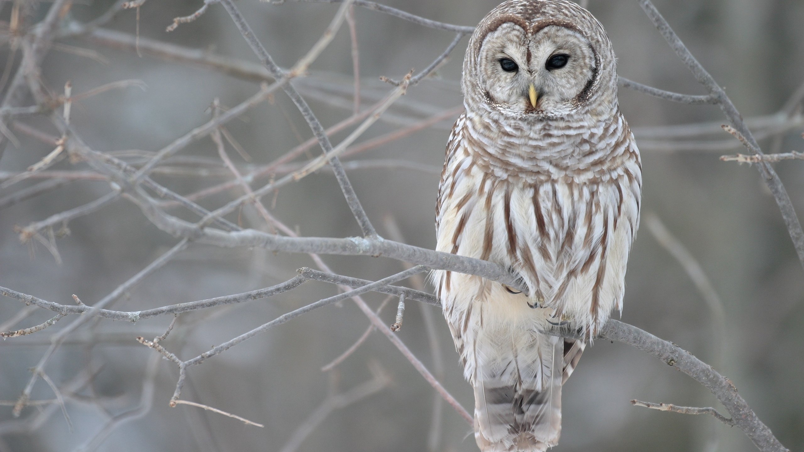 Обои сова, дерево, зима, ветви, осень, серый, owl, tree, winter, branch, autumn, grey разрешение 3072x2048 Загрузить