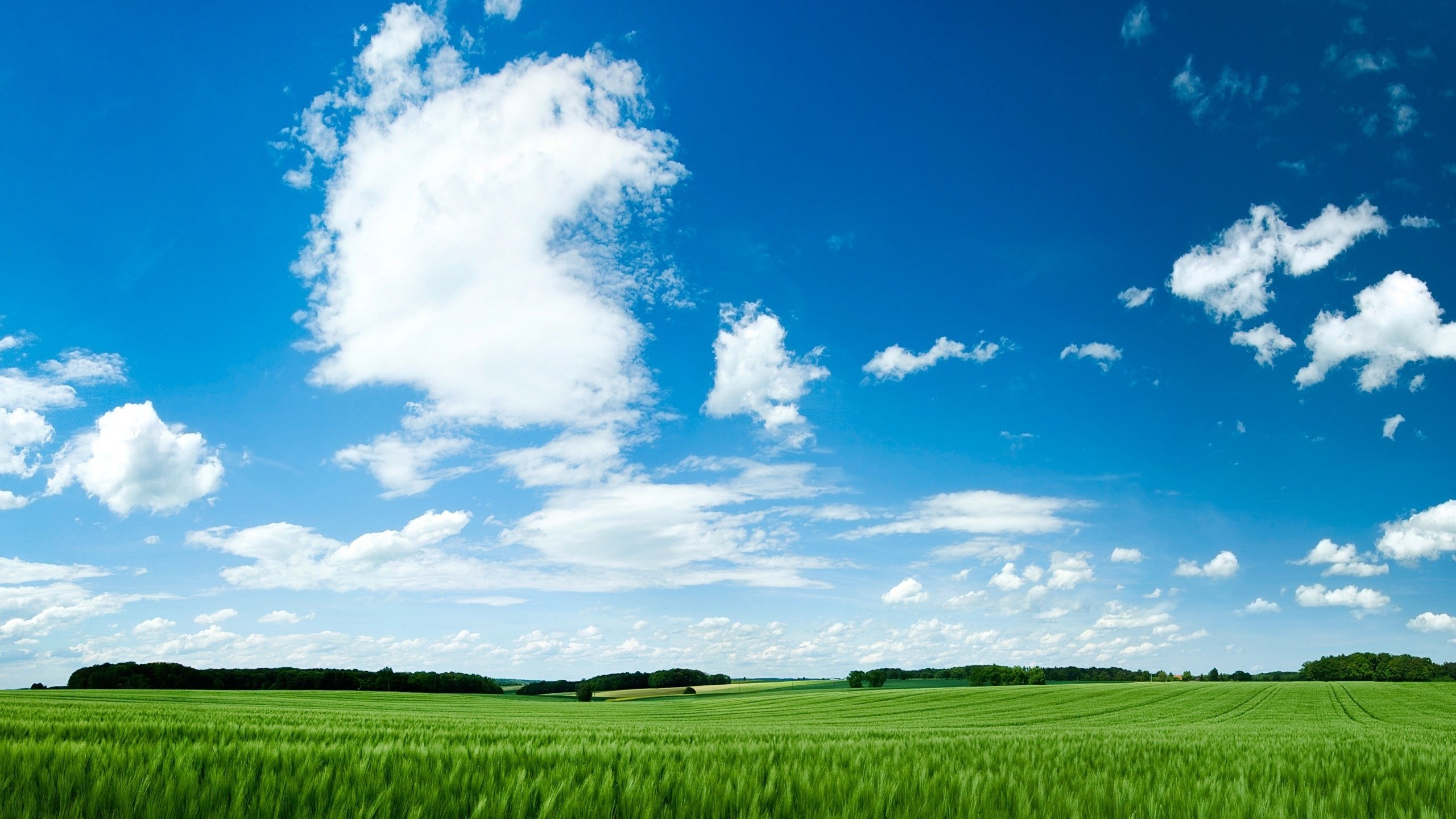 Обои небо, трава, обои, зелёный, поле, green field, the sky, grass, wallpaper, green, field разрешение 2560x1600 Загрузить