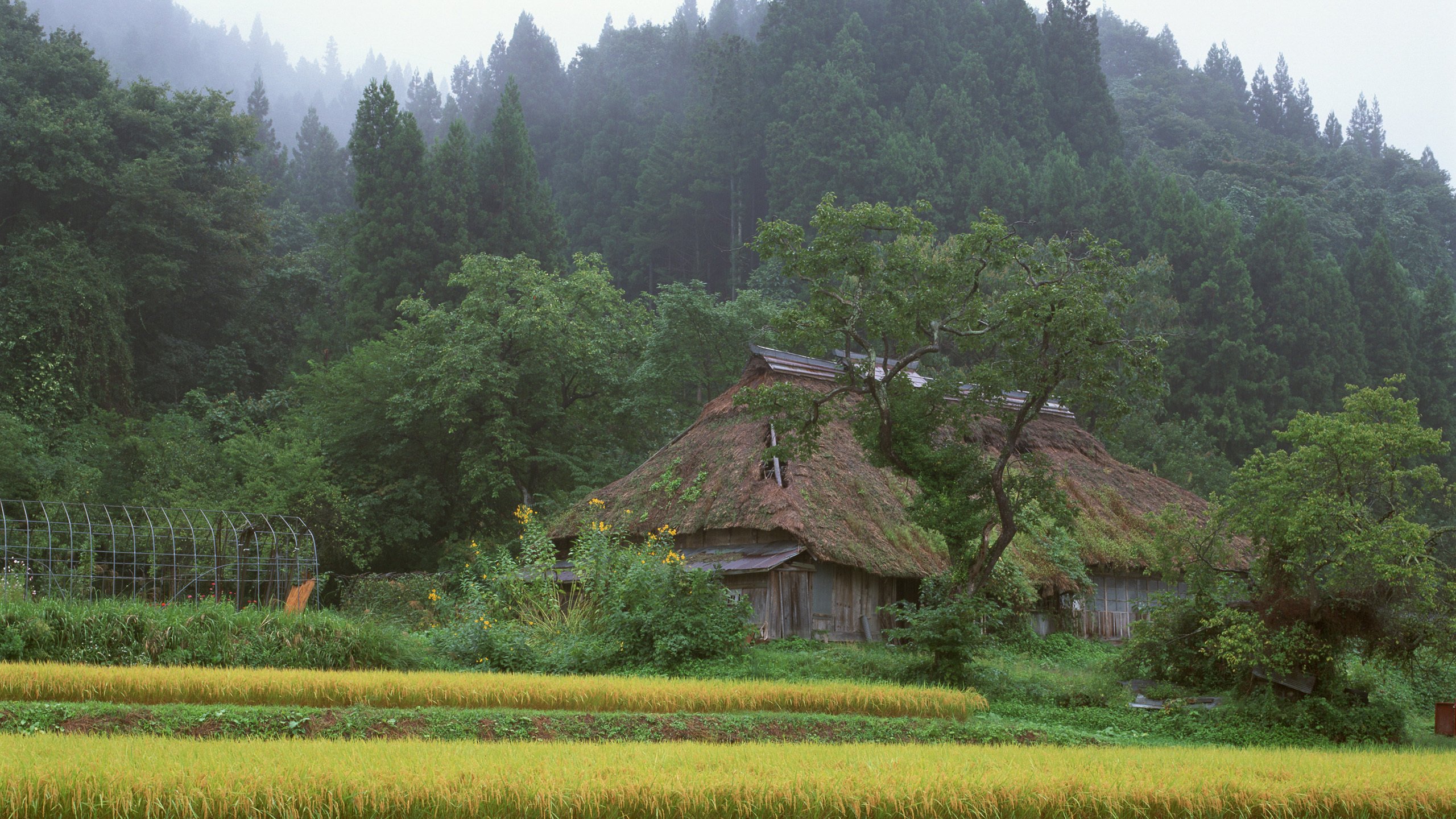 Обои лес, япония, дом, forest, japan, house разрешение 2560x1600 Загрузить