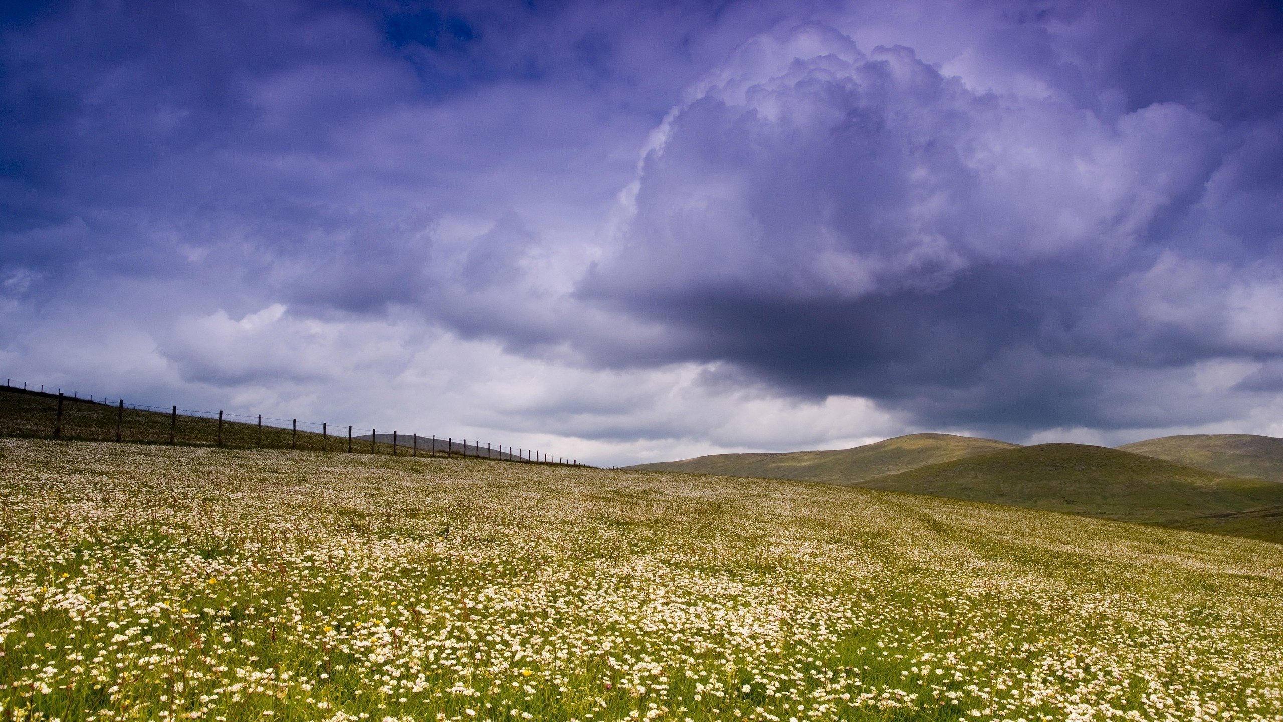 Обои небо, цветы, облака, поле, забор, the sky, flowers, clouds, field, the fence разрешение 2560x1600 Загрузить