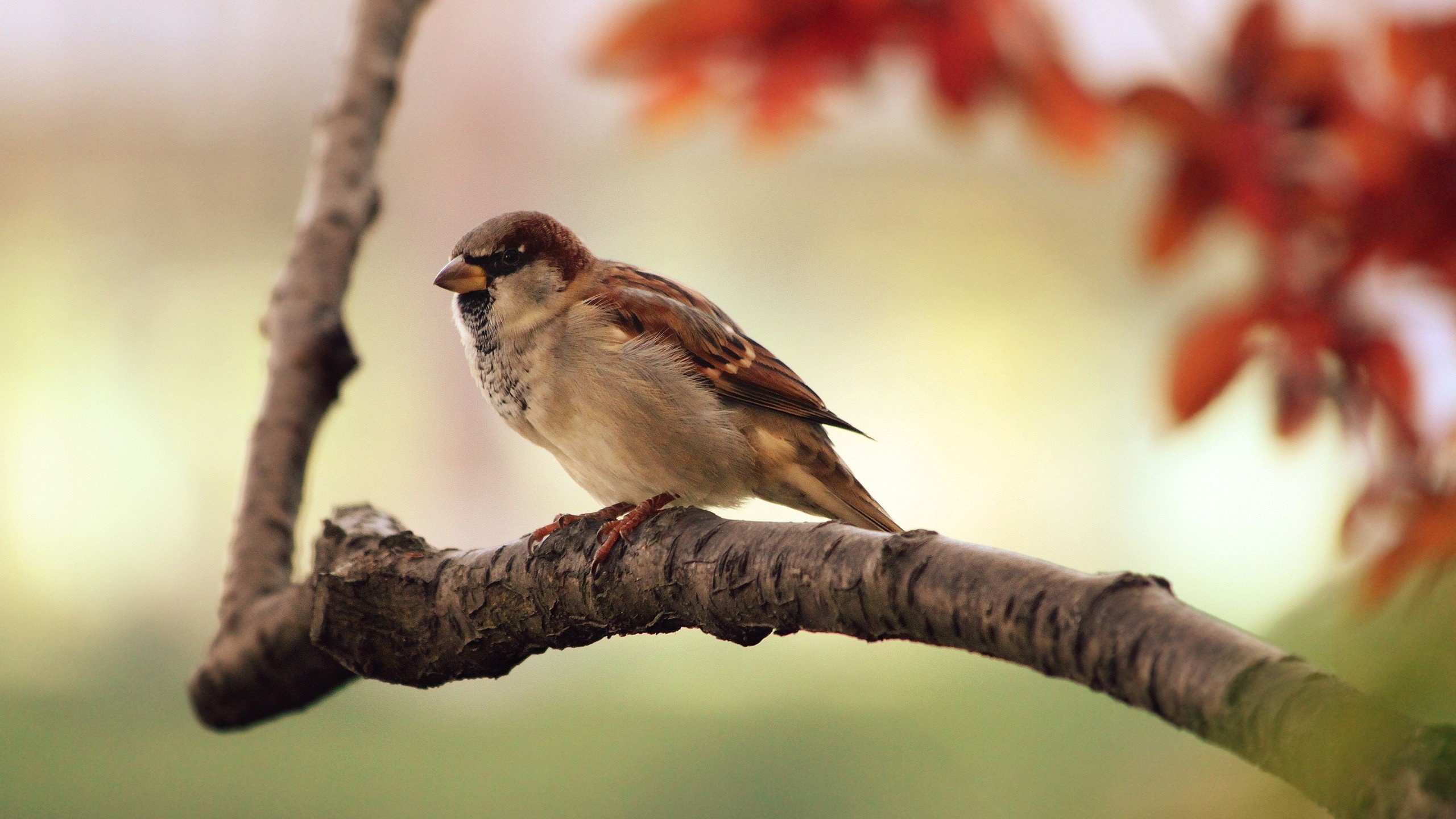 Обои ветка, птицы, воробей, branch, birds, sparrow разрешение 2560x1600 Загрузить